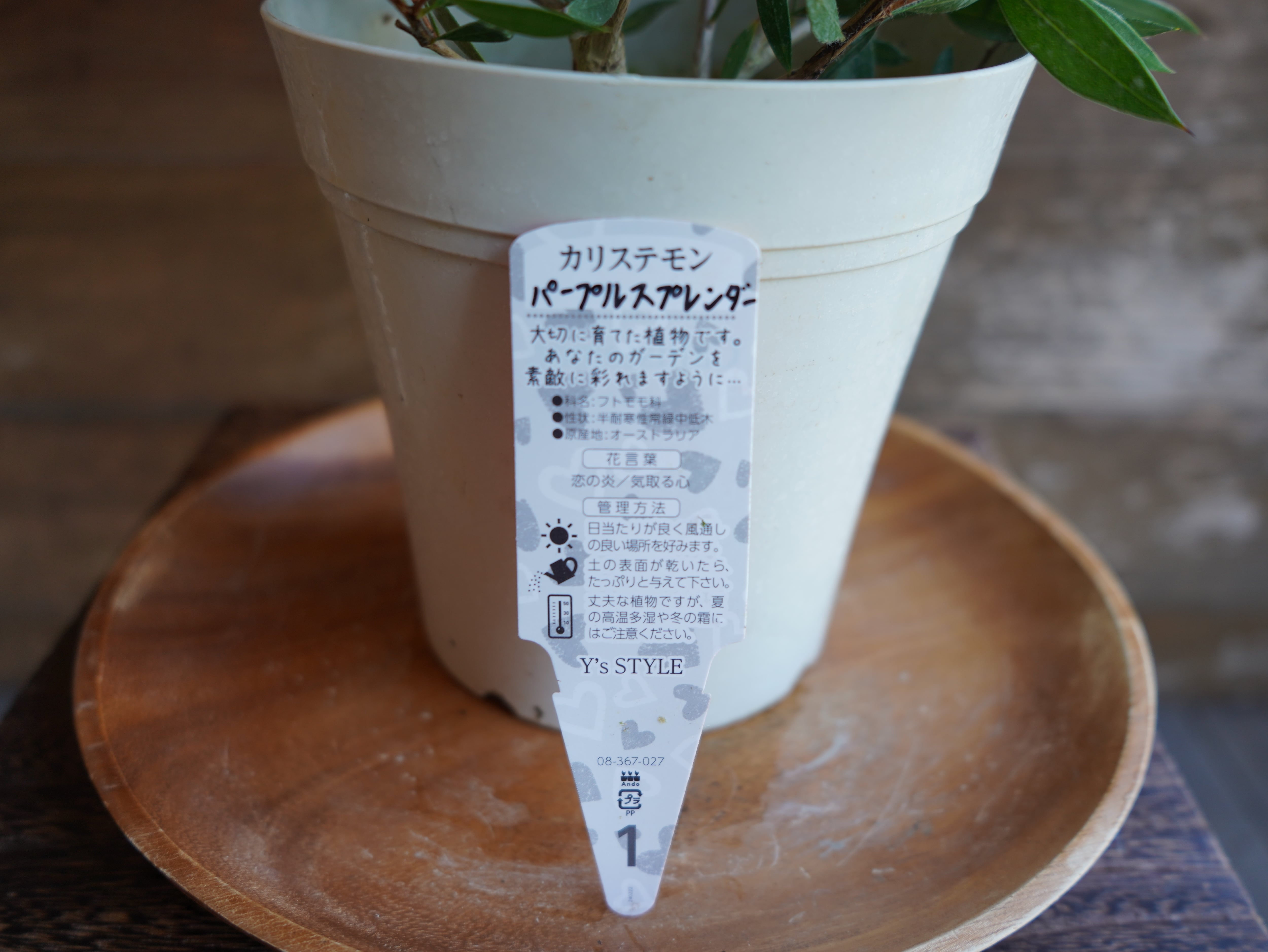 【現物】カリステモン ”パープルスプレンダー”