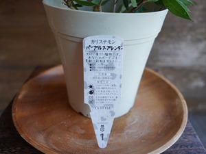 【現物】カリステモン ”パープルスプレンダー”