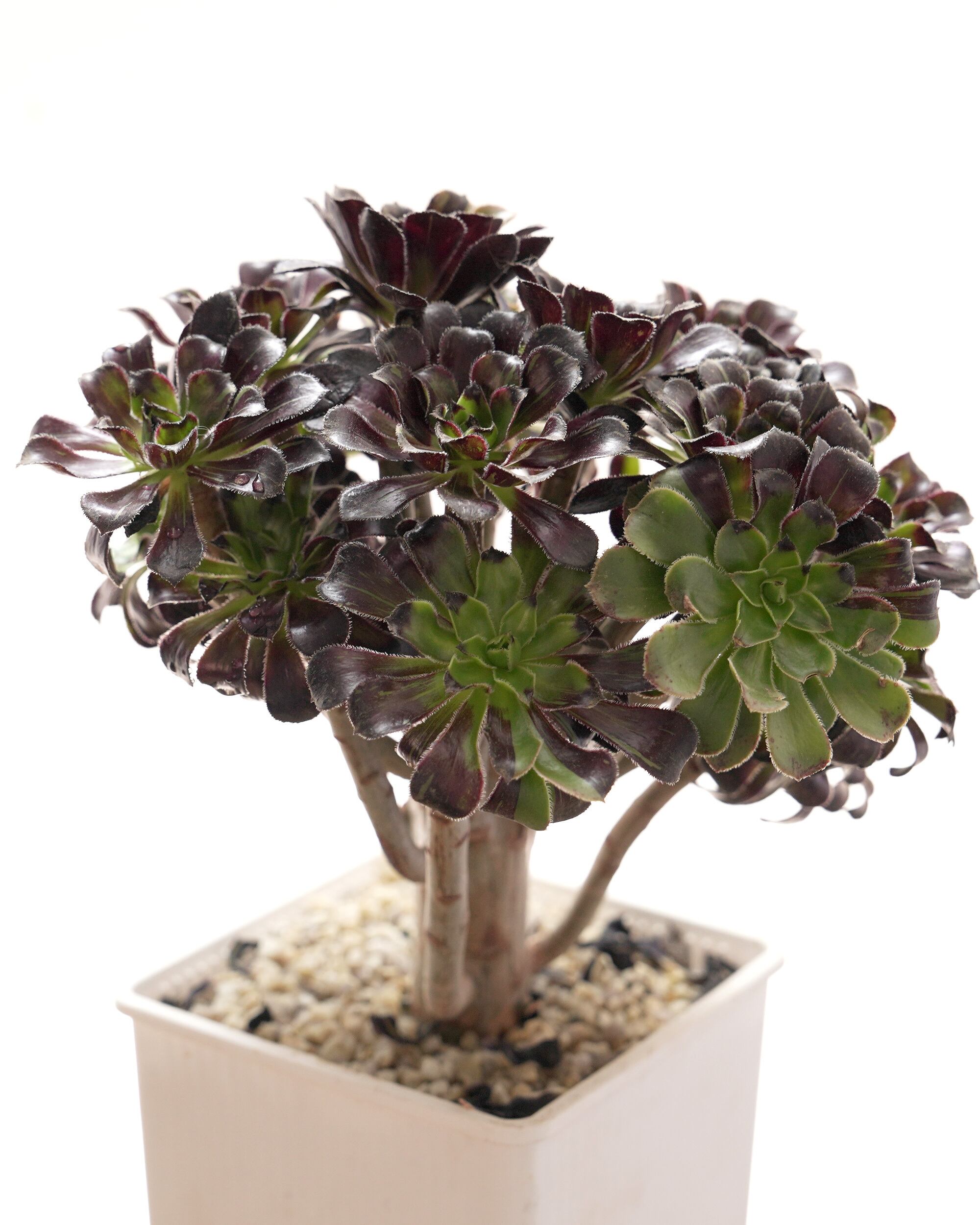 アエオニウム　墨蘭迪　6頭群生株　019 アエオニウム 墨蘭迪 6頭群生株 019