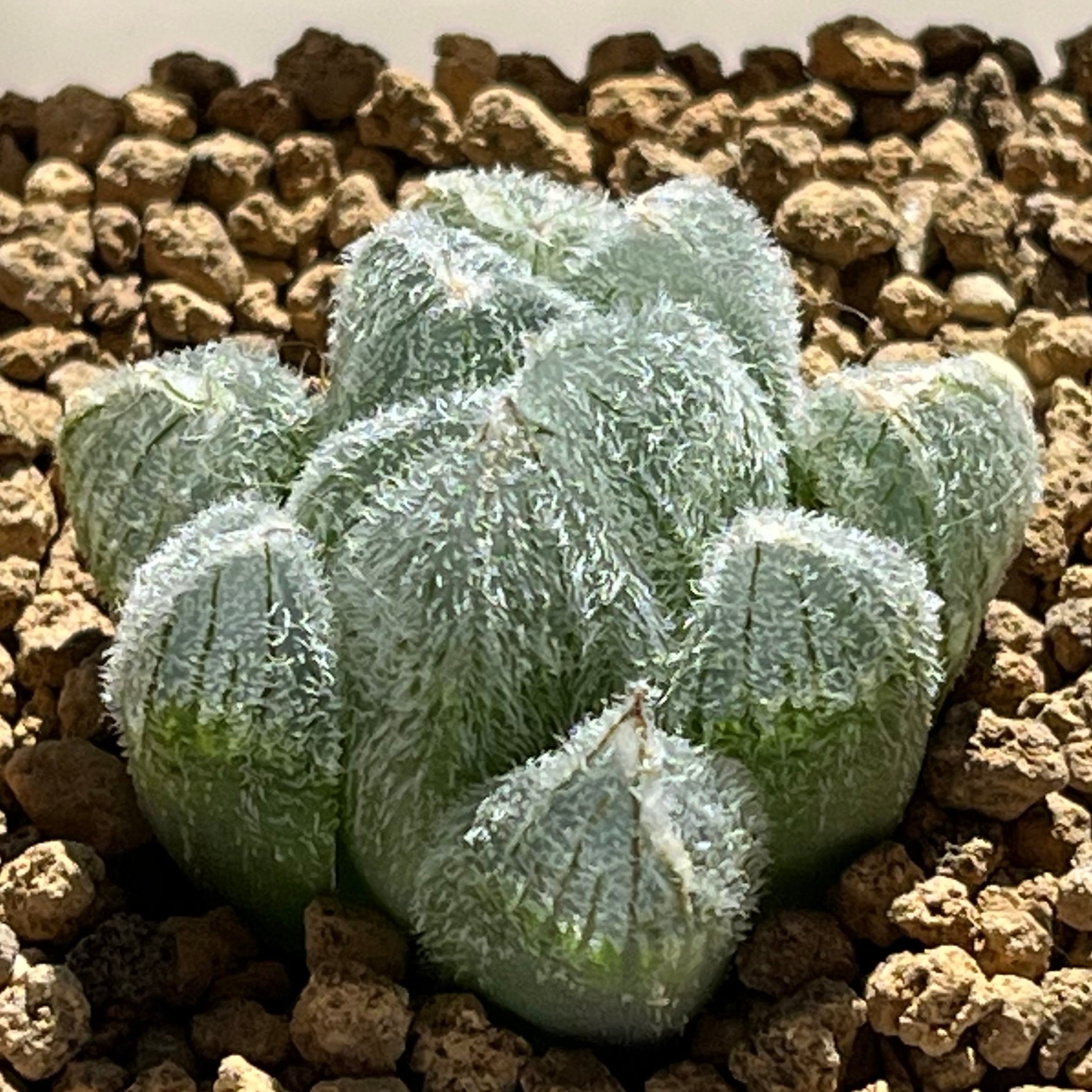 ハオルチア ピグマエアミュータント 特異株 | mocono_plants