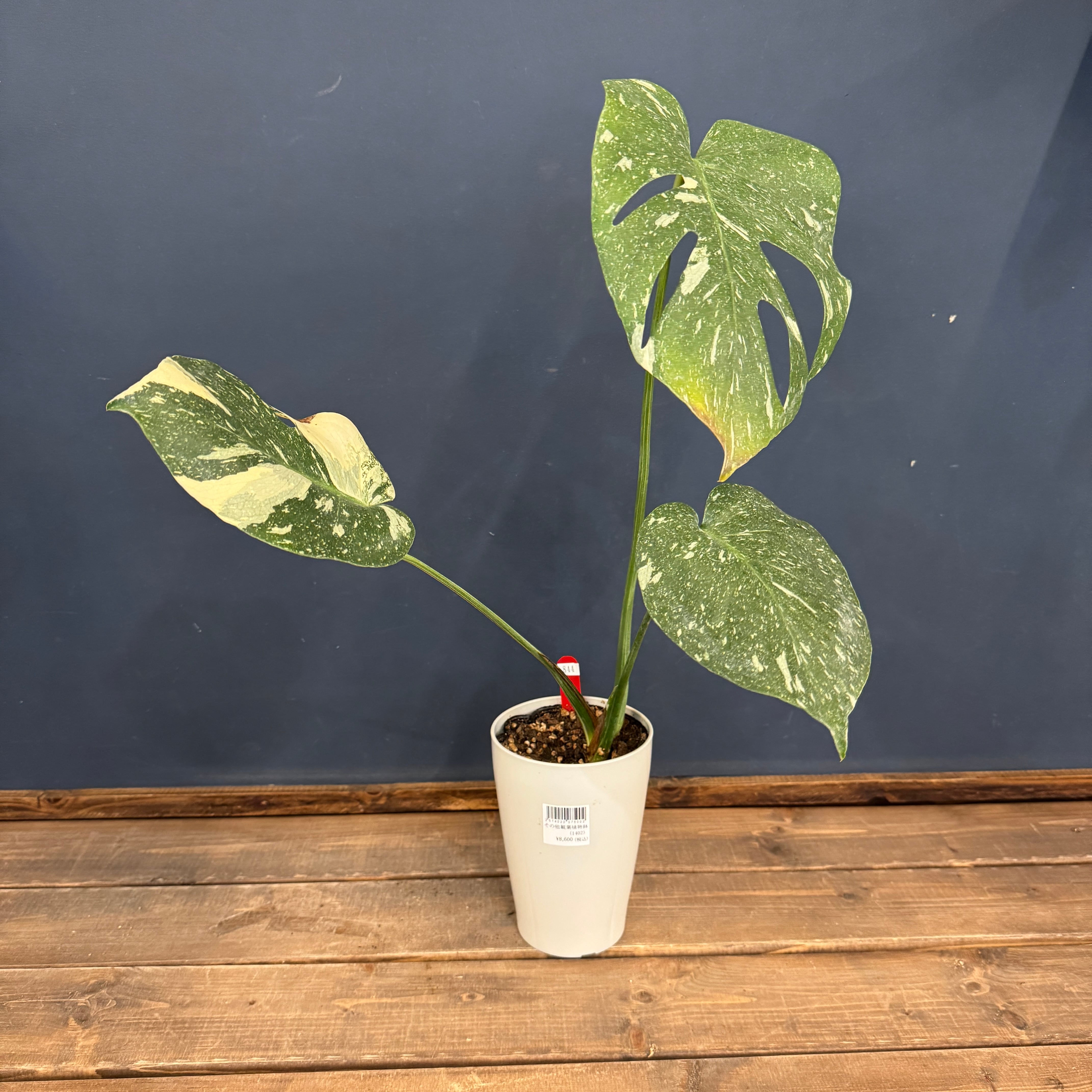 モンステラ タイコンストレーション　最終値引き クリアランス】モンステラ タイコンステレーション【844】 | PROTOLEAF