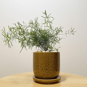 アスパラガス・スプレンゲリー