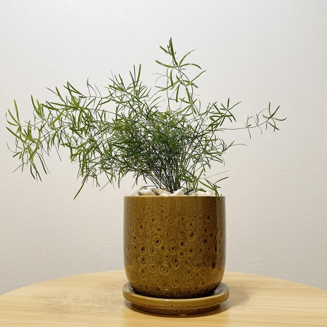 アスパラガス・スプレンゲリー