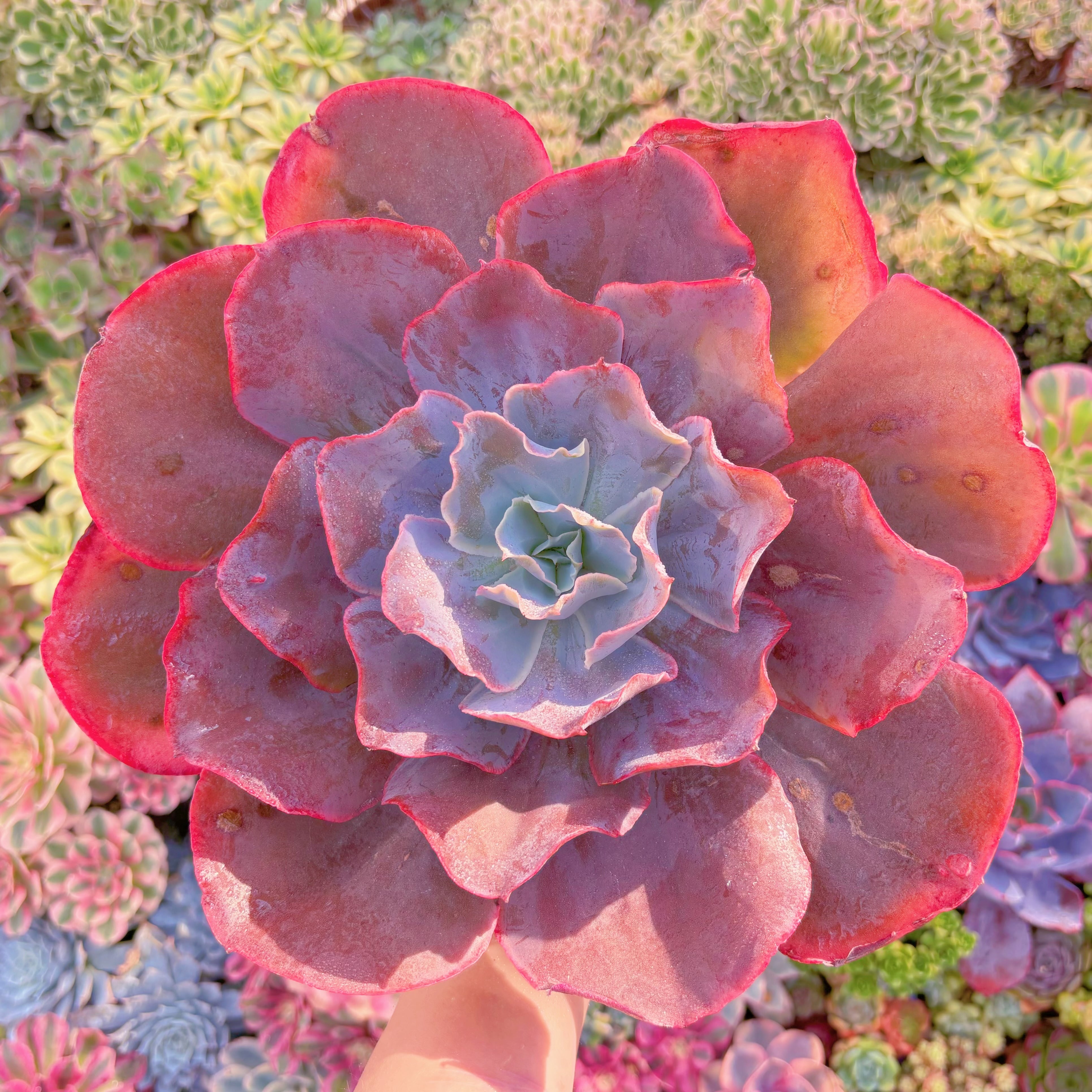 現品　新品種　天空の城#907　直径約27cm特特大苗　新入荷　るる農園