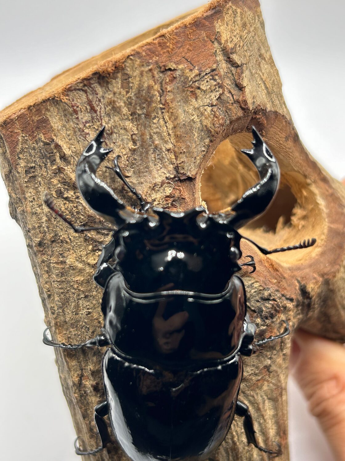おすすめ】80mm タランドゥスオオツヤクワガタ ペア | Pay ID
