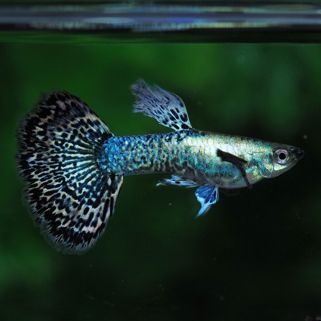 プラチナレッドドラゴン　２ペア＋おまけブラオメス２匹