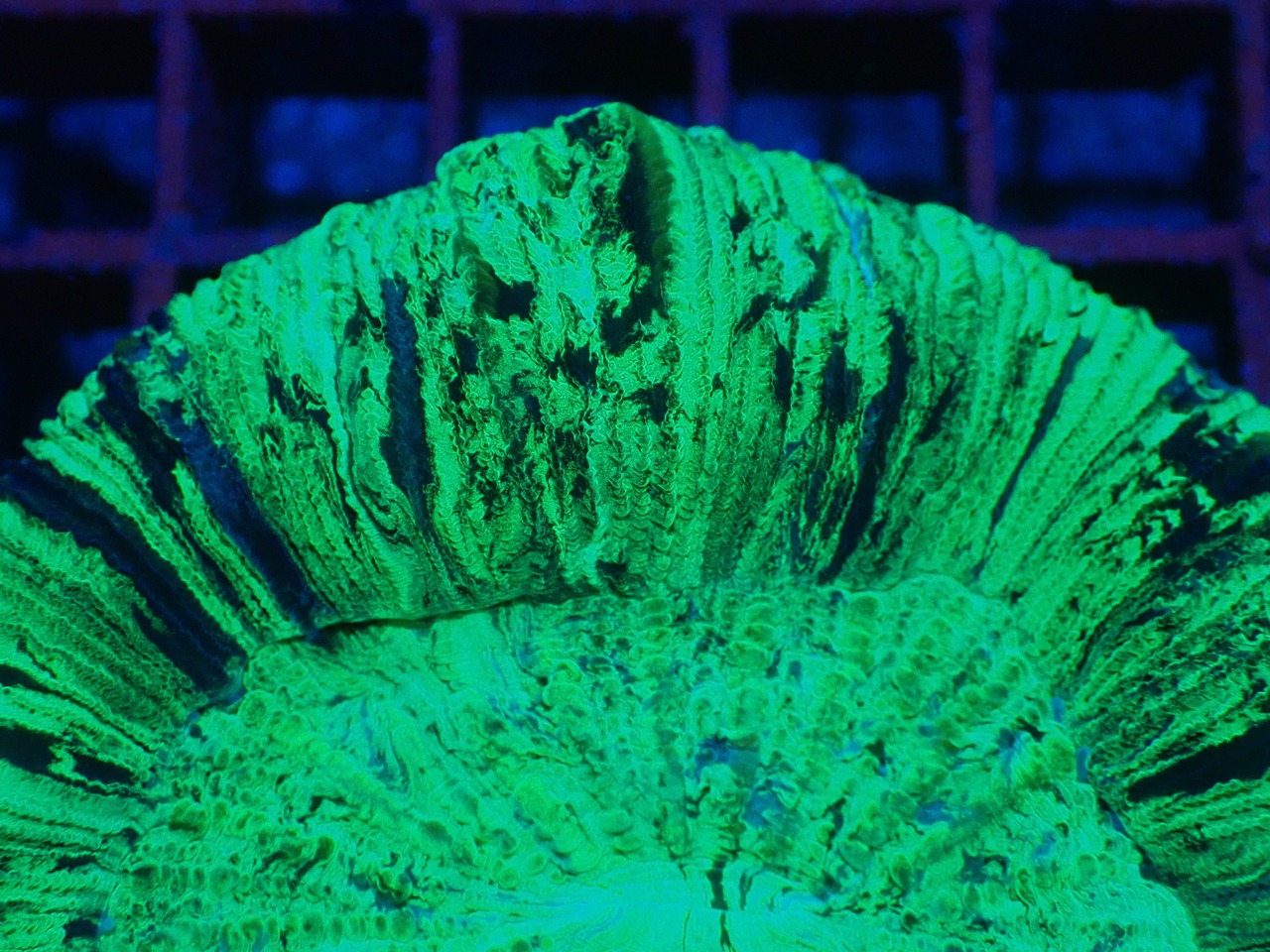 【現地買付】Trachyphyllia geofroy From Makassar
