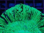 【現地買付】Trachyphyllia geofroy From Makassar