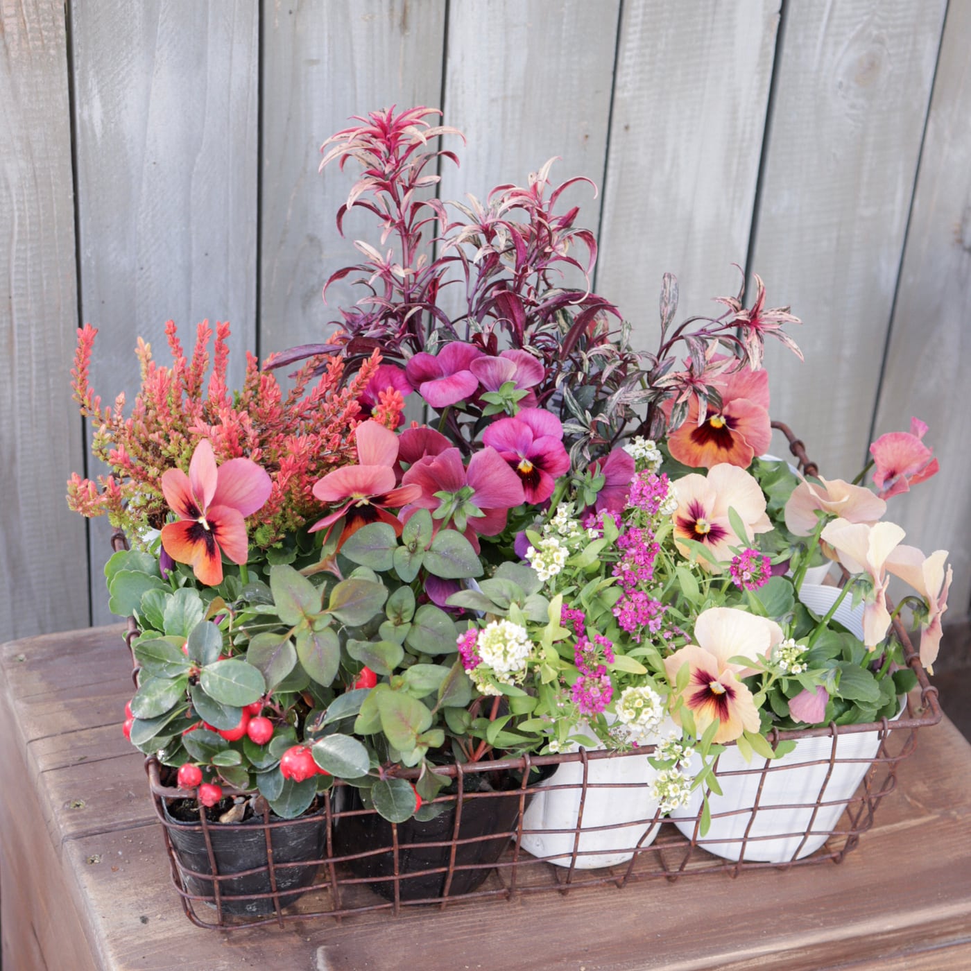 寄せ植え｜ギャザリング｜苗セット | Green heartꕥオンラインショップ