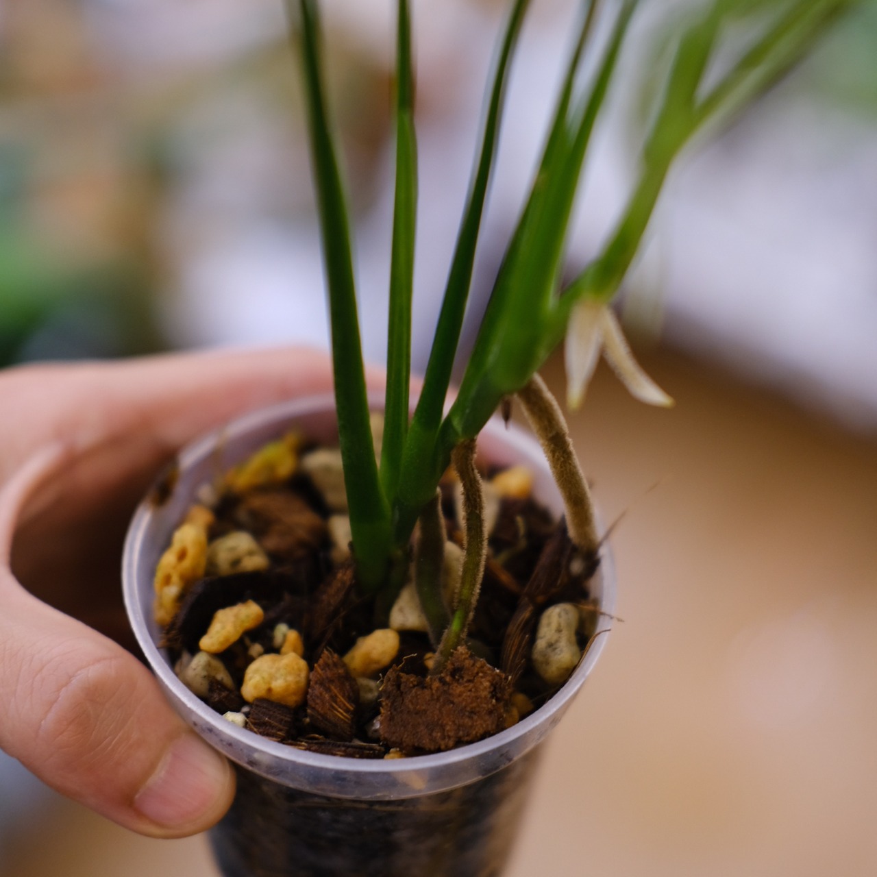 【実生】モンステラ オブリクア ペルー / Monstera Obliqua Peru⑨ / 観葉植物