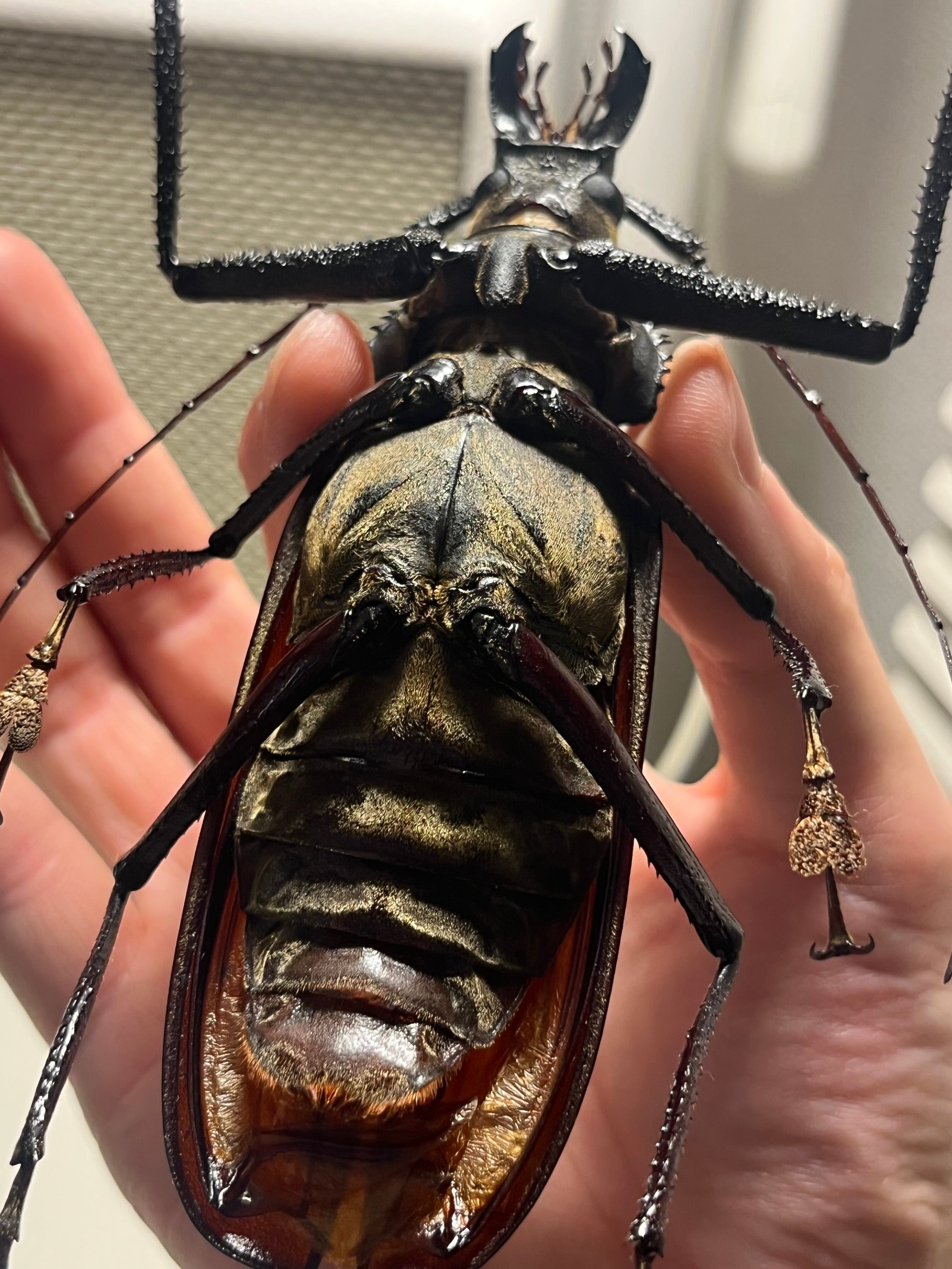 127mm】スジバネトゲフチオオウスバカミキリ ブルウスバカミキリ 127mm】スジバネトゲフチオオウスバカミキリ ブルウスバカミキリ