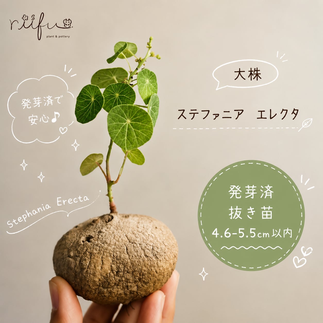 塊根植物 ステファニア エレクタ 発葉 コーデックス a-93 観葉植物