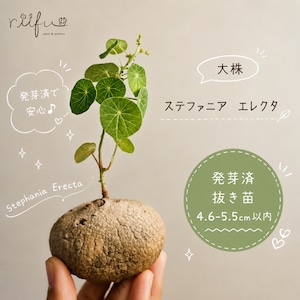 ♡抜き苗♡〚ステファニア エレクタ〛Stephania Erecta / ステファニアピエレイ 直径 4.6-5.5cm以内 塊根植物 コーデックス 発芽済