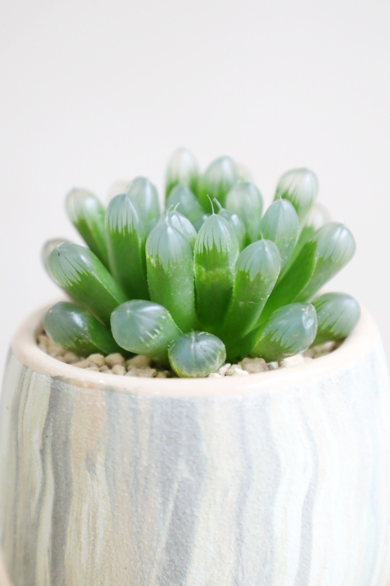 【S】ハオルチア オブツーサ/Haworthia obtusa
