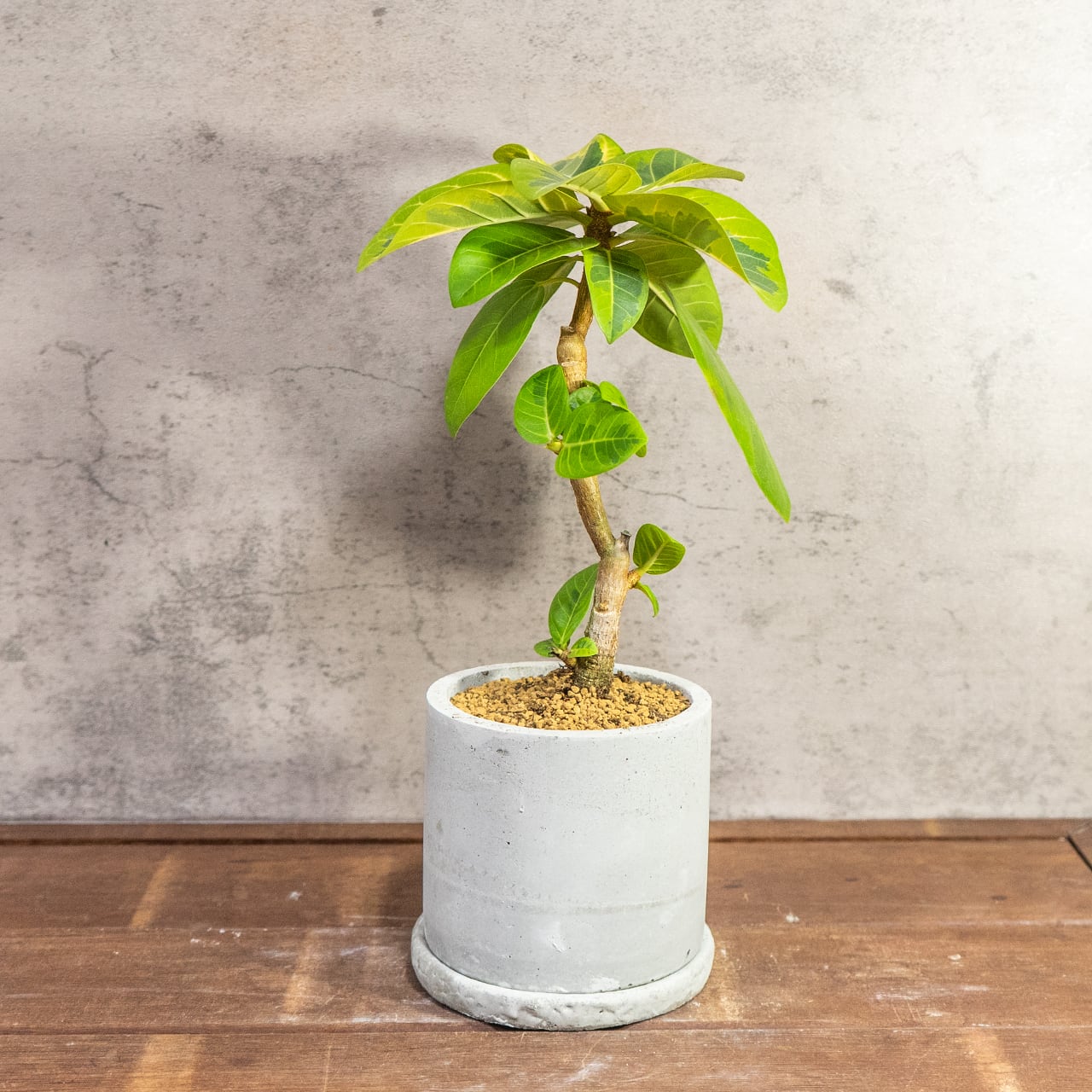 【モダンインテリア】フィカス アルテッシマ 曲線美を楽しむ 曲がり樹形 モルタル鉢 ミニマルで格好いい 丁寧な暮らし ■虫発生抑制