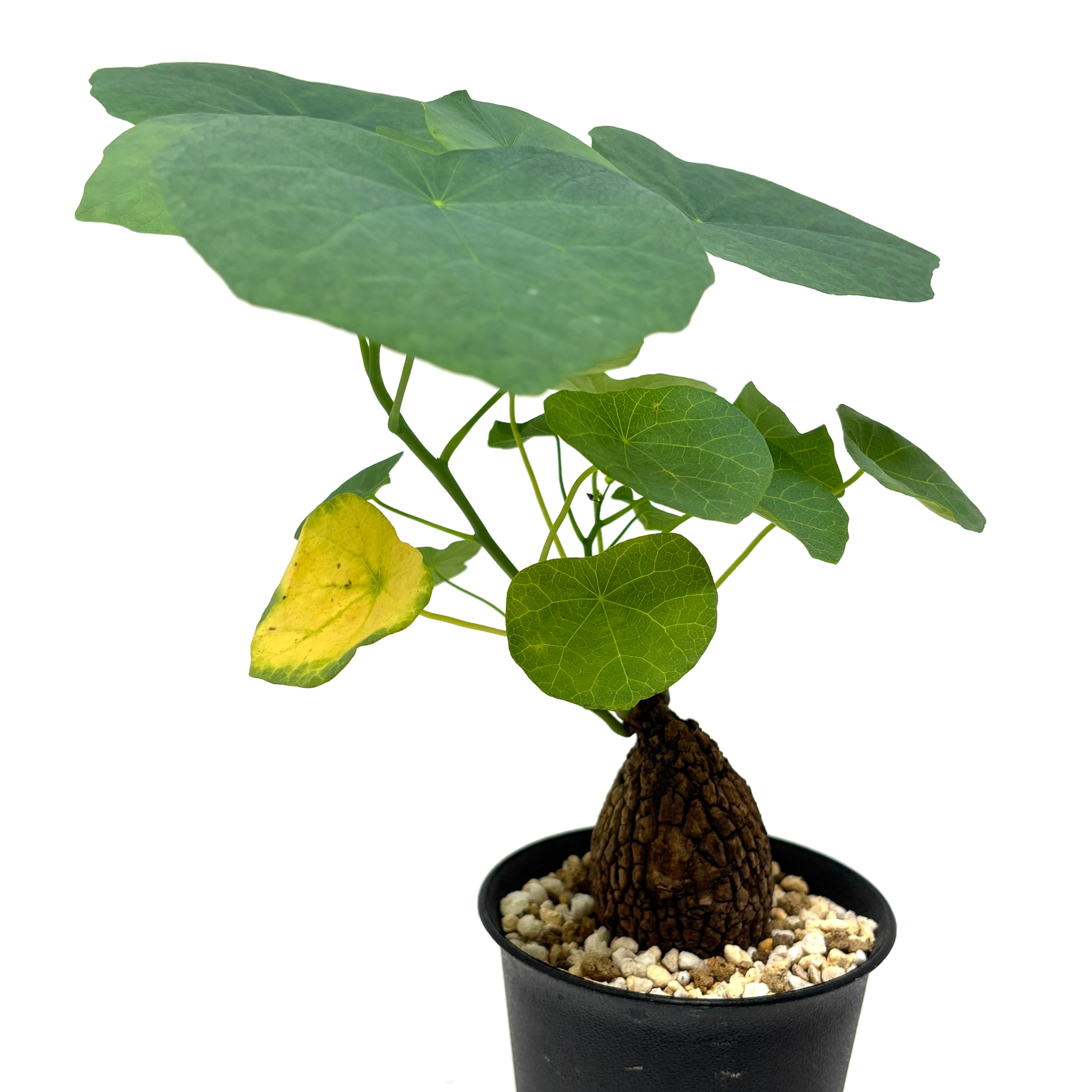 ステファニア スベローサ【25】 | PROTOLEAF プロトリーフ