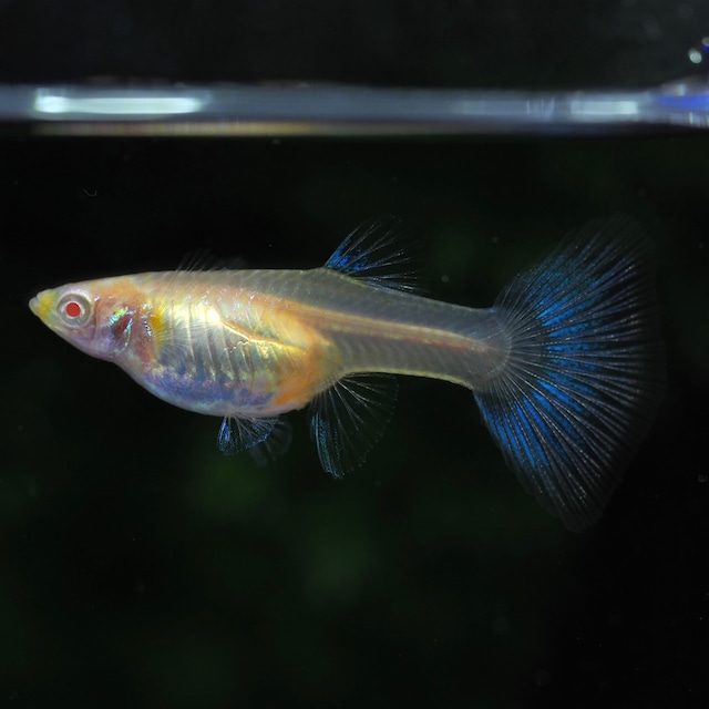 【セール】RREAラズリーネオンタキシード　2ペア