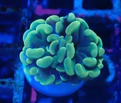 ParaAncora YellowGreen 12