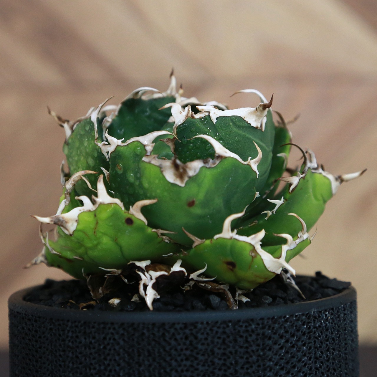 Agave Titanota 白鯨 (White Whale) アガベ チタノタ / 中株(4号鉢)/Lot.001