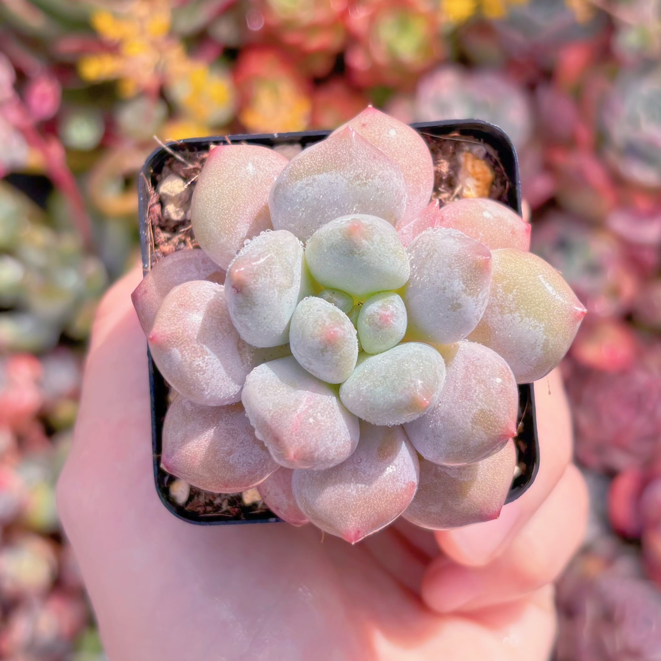 現品　半夏#861　るる農園