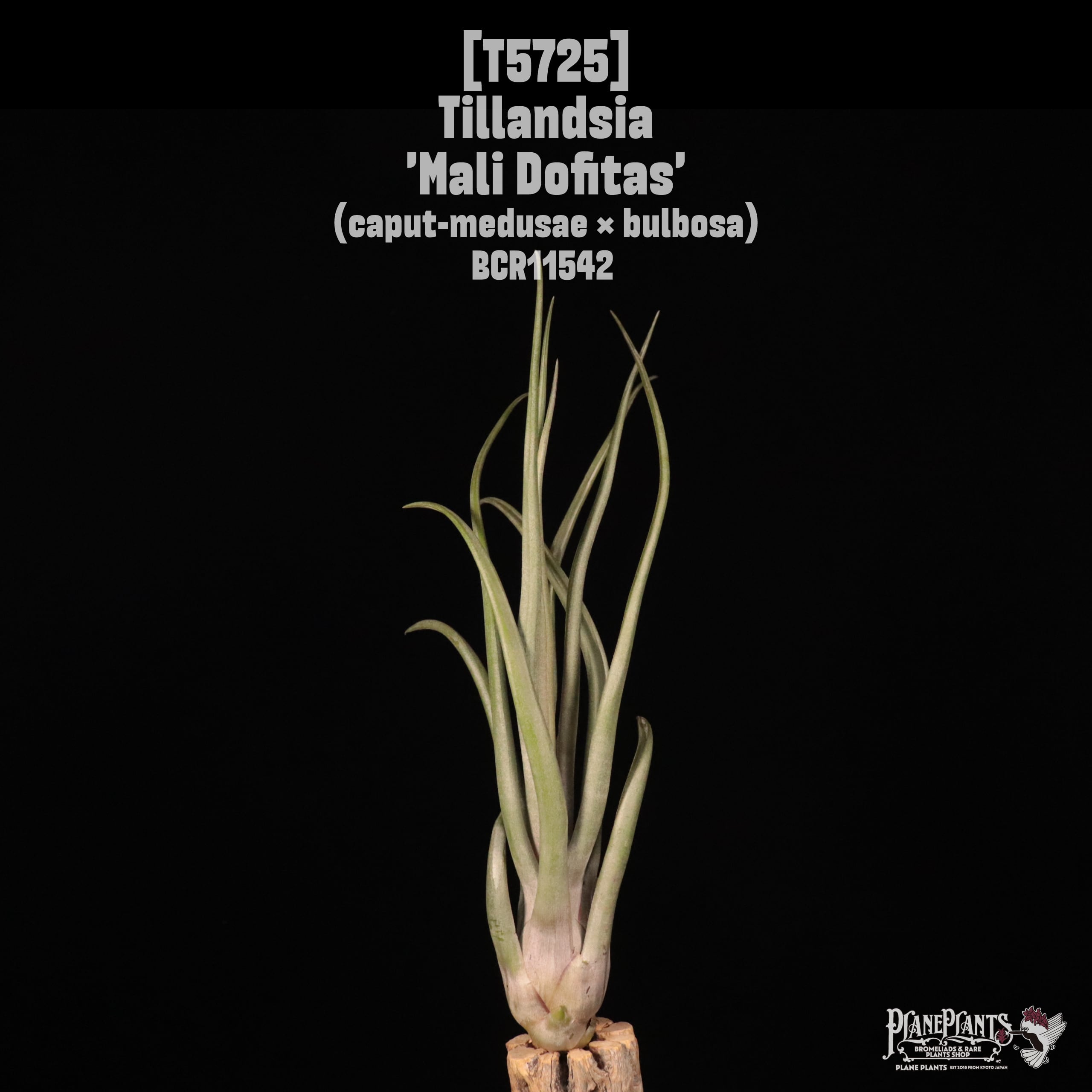 【送料無料】'Mali Dofitas'〔エアプランツ〕現品発送T5725