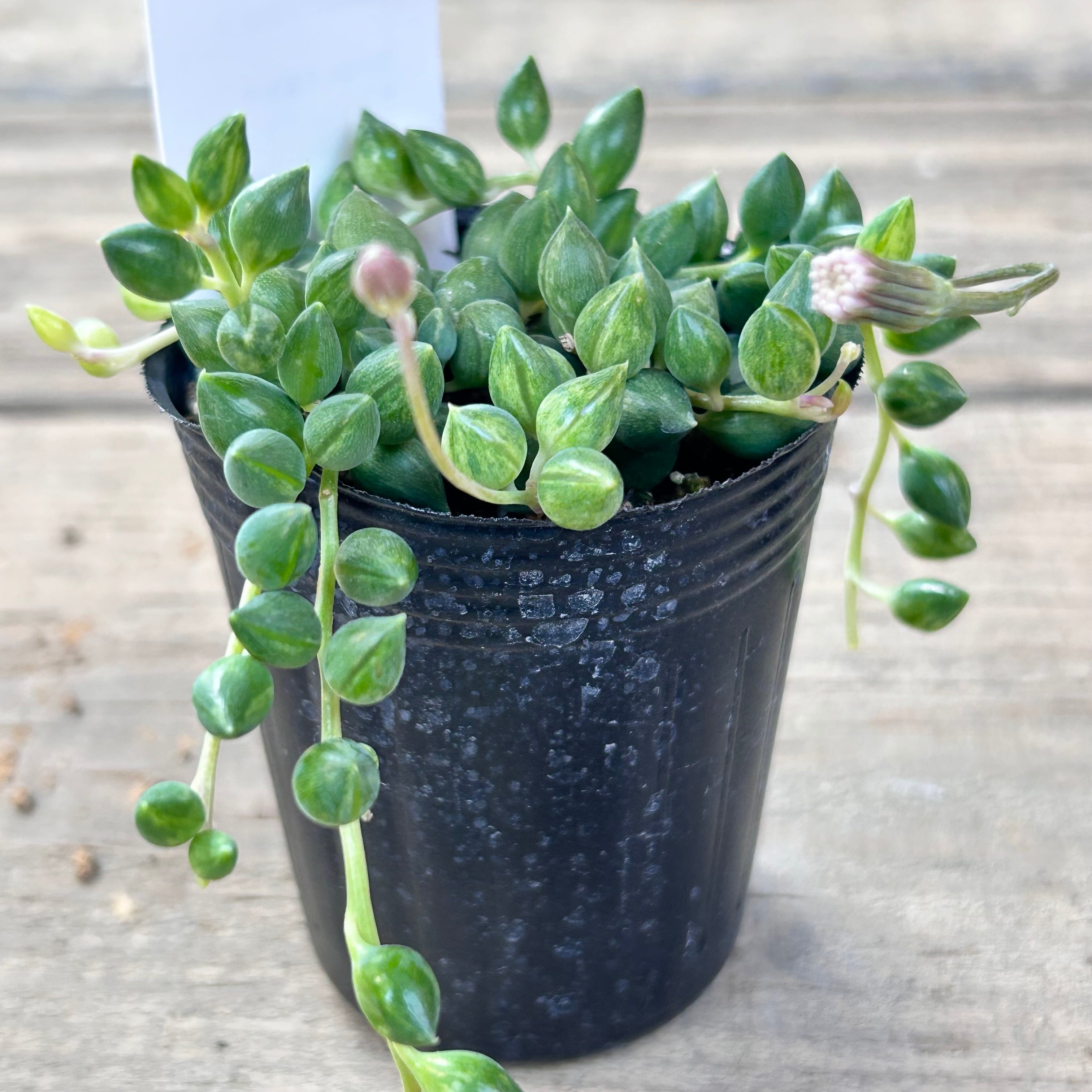 多肉植物^o^ エンジェルティアーズ錦 【公式通販】