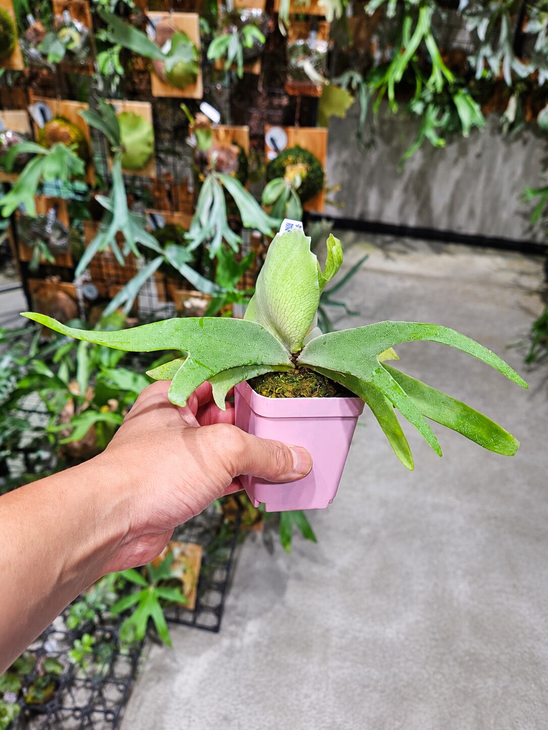 P.willinckii cv. Sailor Saturn 【artPLANTs/PLANTS GARAGE
