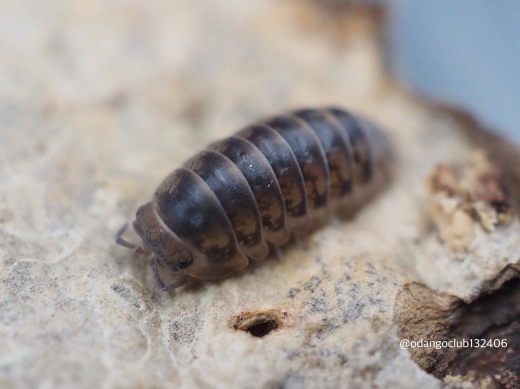 ダンゴムシ　茶碗　(つくる哲学) 埼玉県産 トウキョウコシビロダンゴムシ 5匹 ダンゴムシ