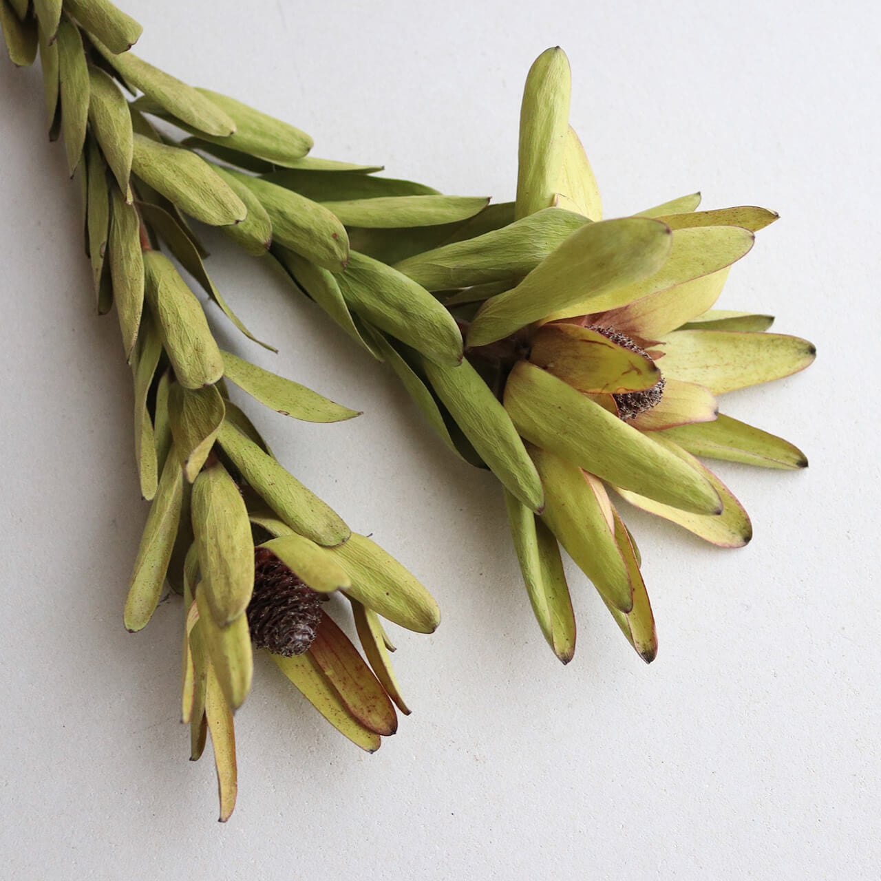 リューカデンドロン ロセッティ / ドライフラワー 花材 リース 手作り