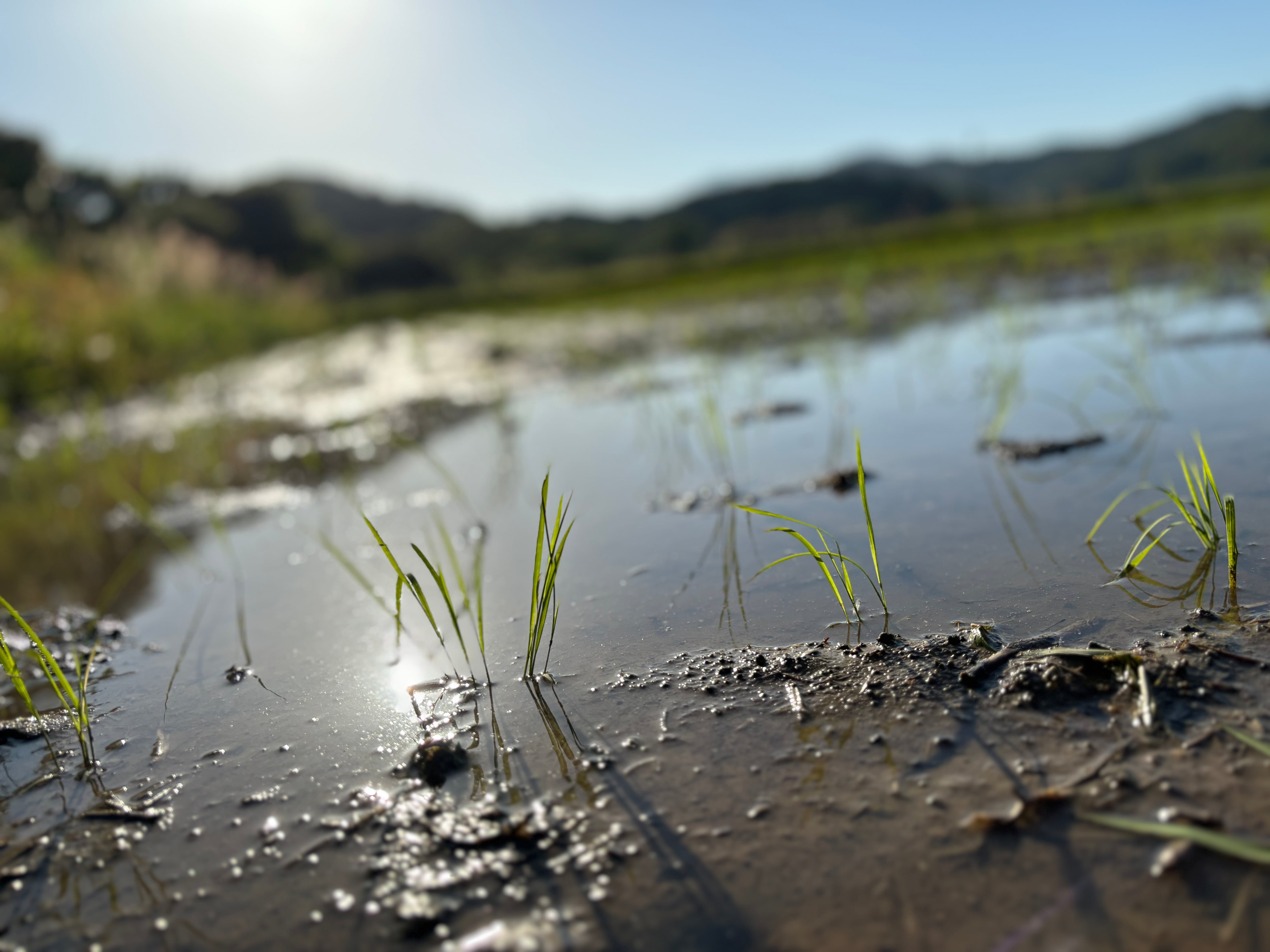 新米 令和7年度産 ミルキークイーン 5kg | KAMITAMA RICE