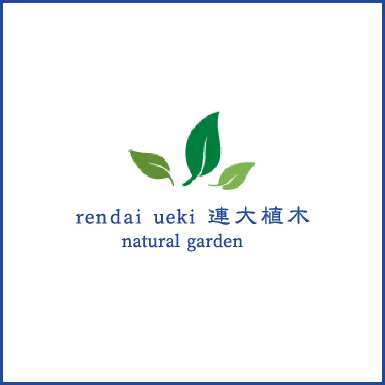 ヒメシャラ 株立ち（40㎝ポット / 地植え）