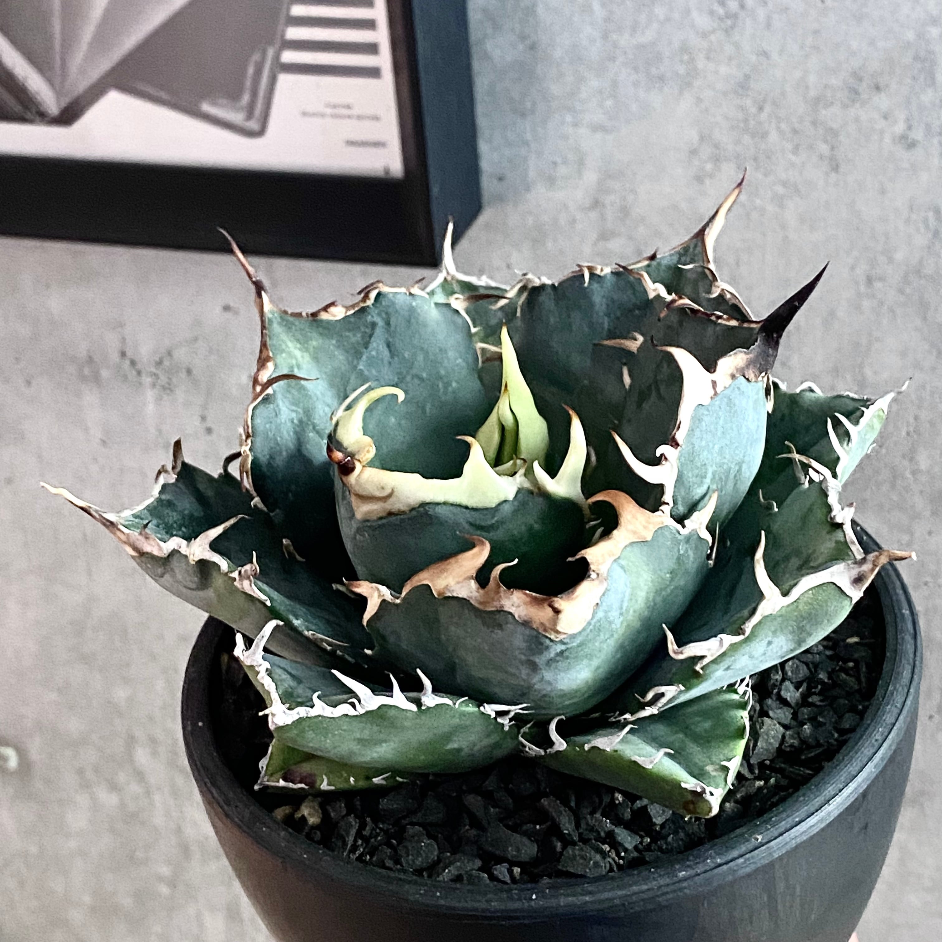 agave titanota white whale 白鯨/アガベ チタノタ ハクゲイ  【観葉植物】【多肉植物】【インテリア】【ヴィンテージ】【鉢込み発送】【発根済み】