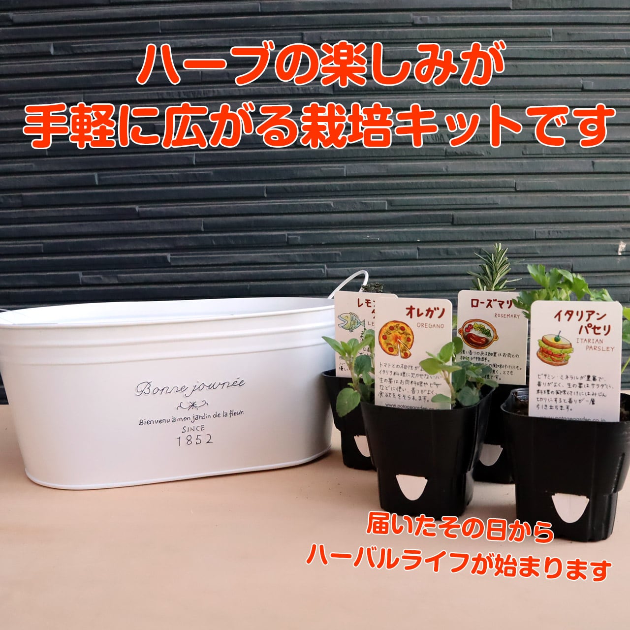 ハーブ 栽培キット フレンチブリキ 苗4個 | ハーブ苗のポタジェ