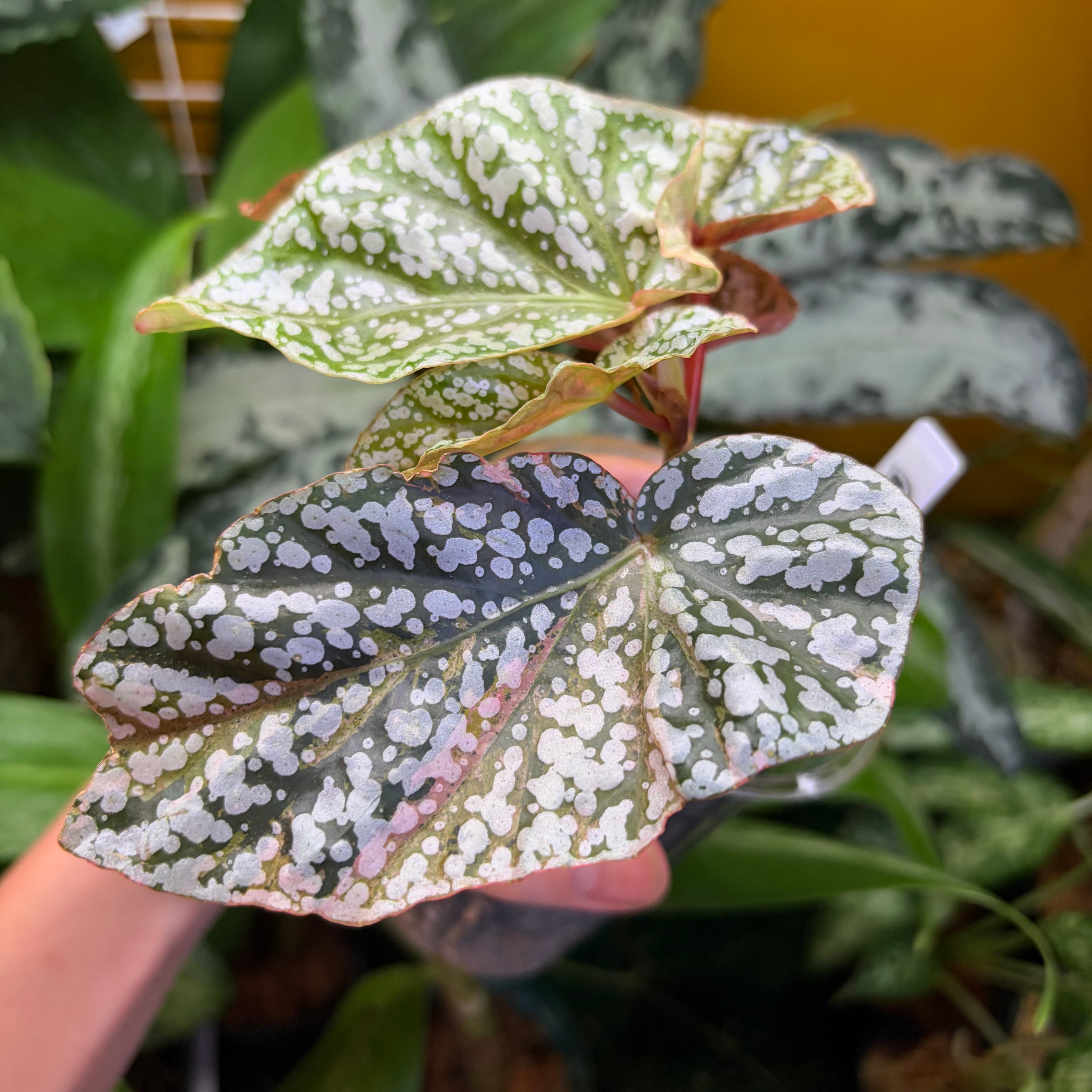 ◎*◎様 MS009 ベゴニア スノーキャップド 斑入リ 5株セット Begonia Snow Capped 'Pink Variegated' ベゴニア スノーキャップド