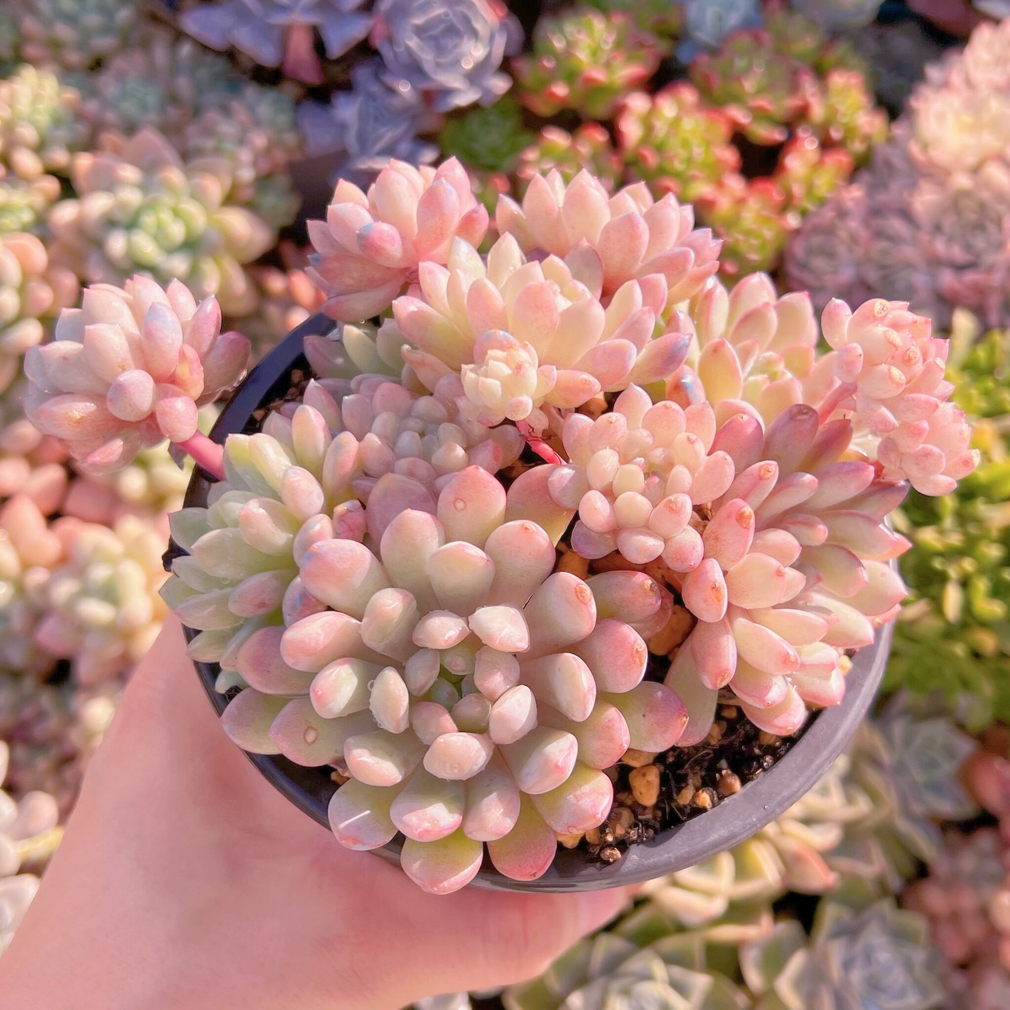 現品　萌豆#663   群生　るる農園