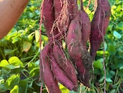 【第2弾】土付き採れたてシルクスイート5kg