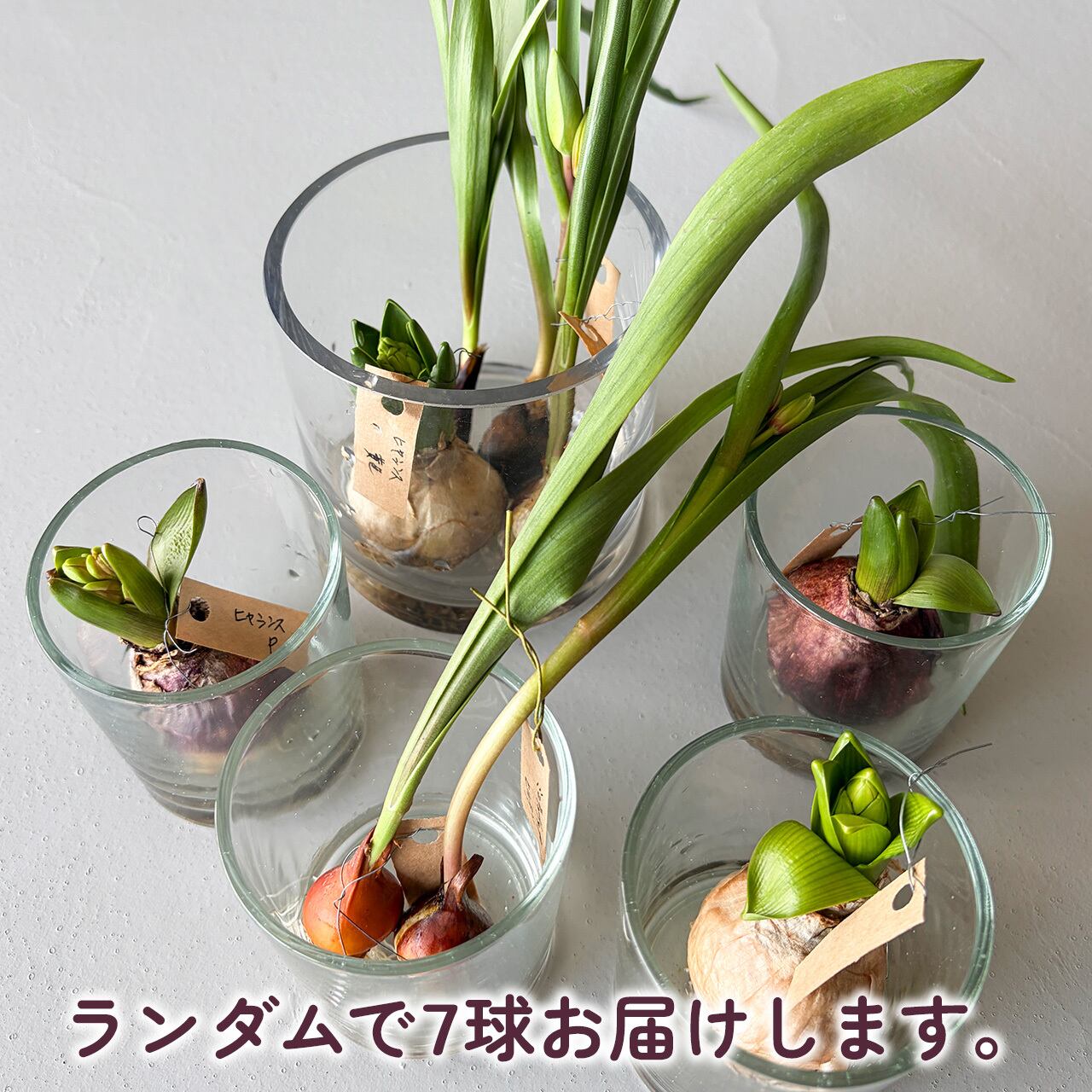 数量限定〉花つき球根 ミニチューリップとヒヤシンス 7球セット