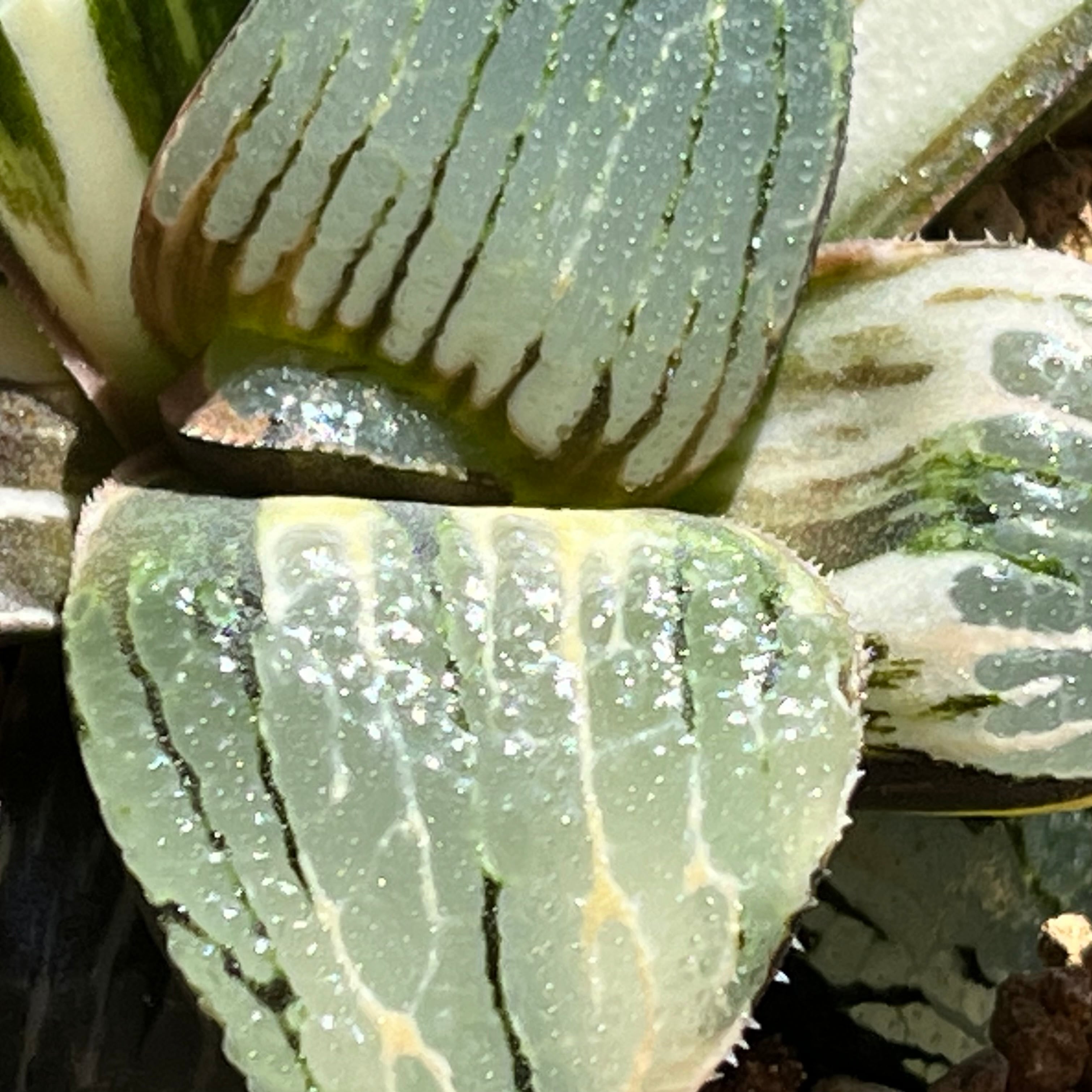ハオルチア 日月潭錦 | mocono_plants