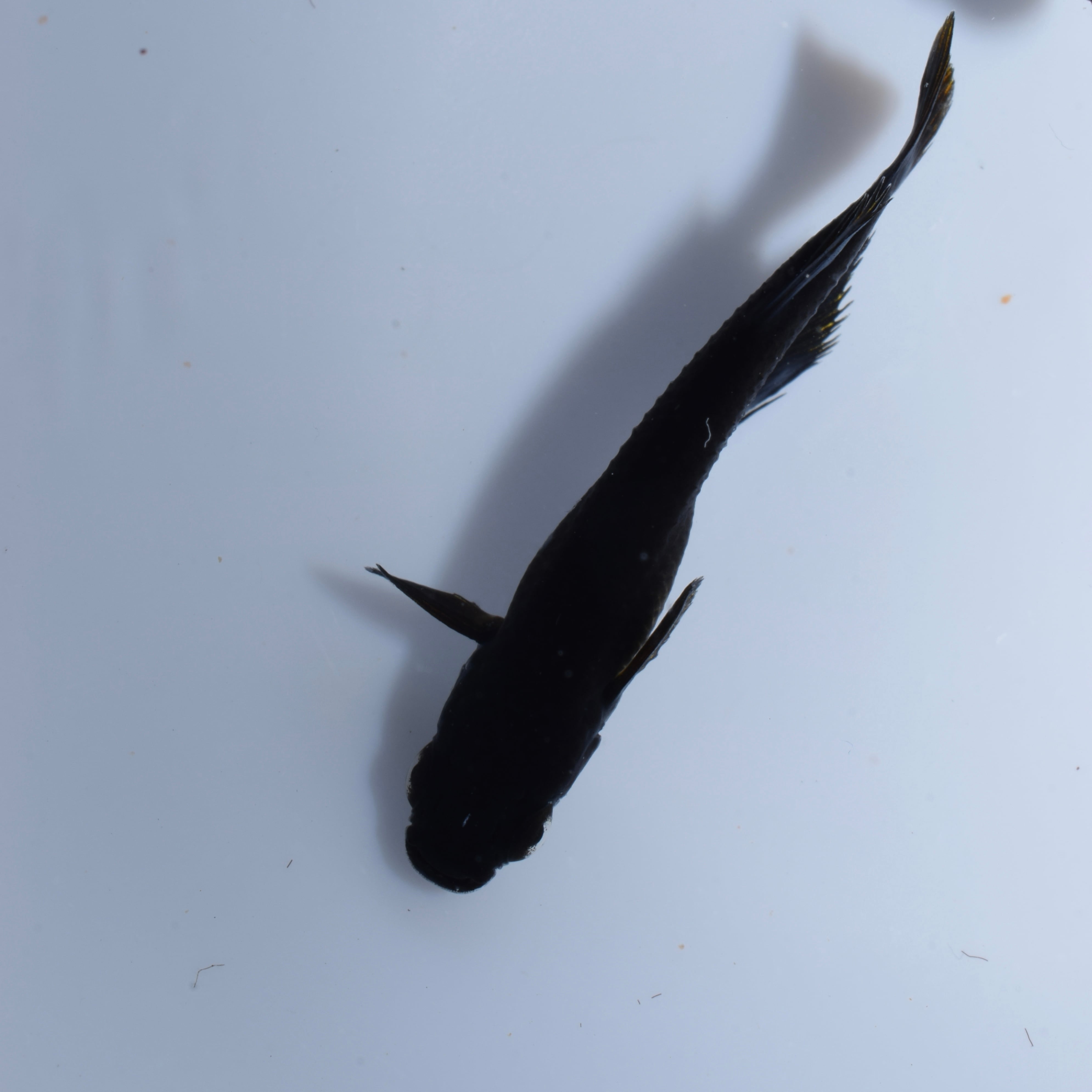 黒夢(くむ) 1ペア【現物】 | tomo めだか