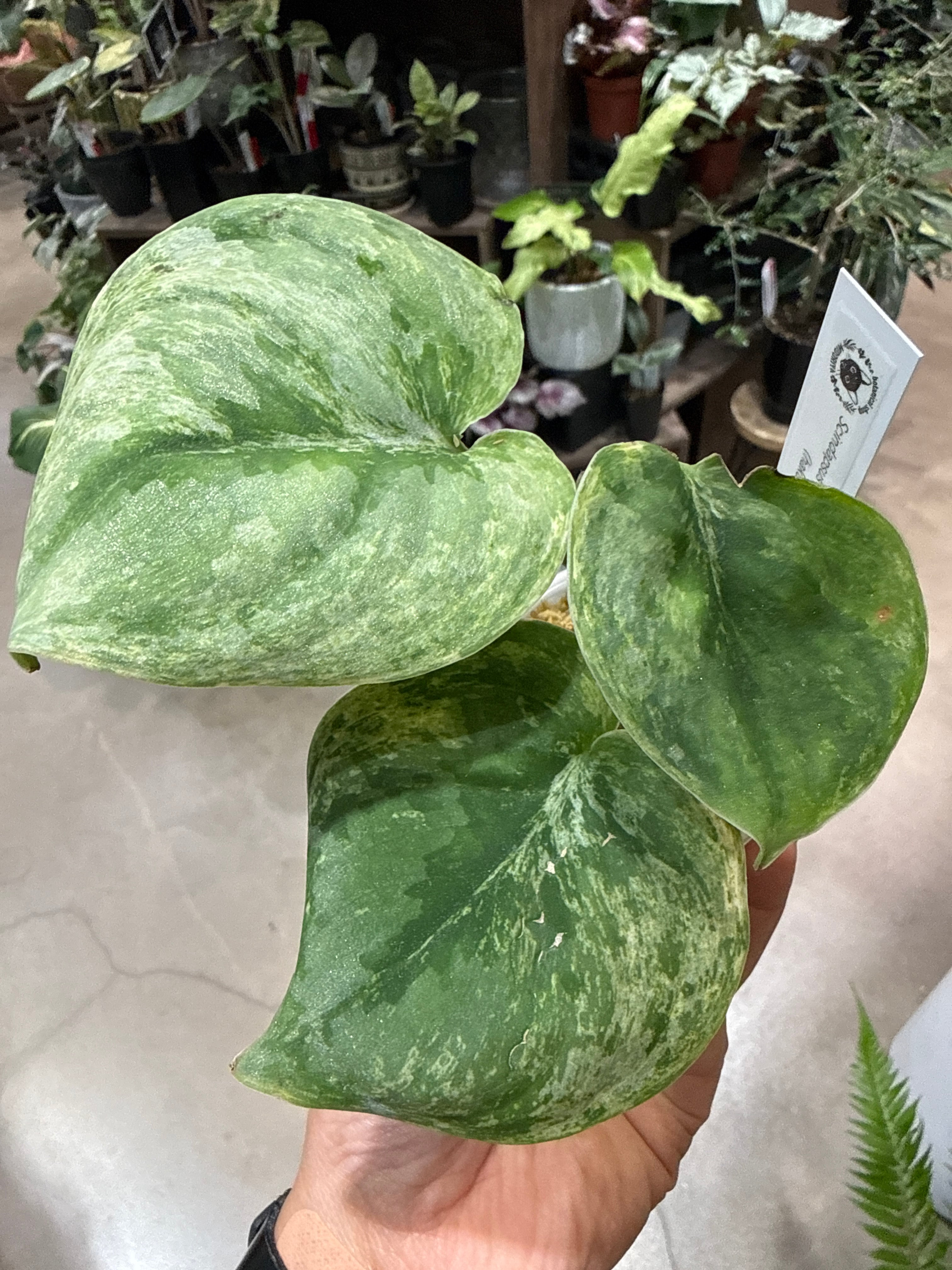 ALL ITEM | MIDORIYA 観葉植物専門店