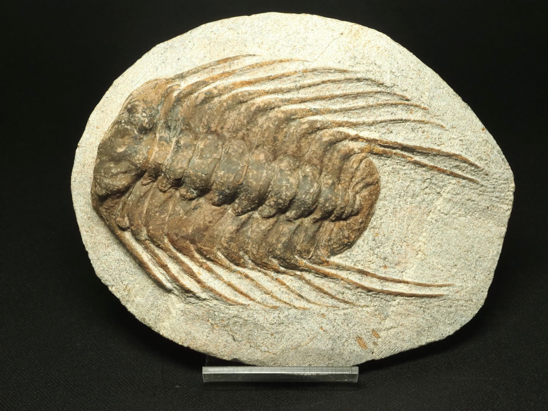 Trilobites / 三葉虫 | 化石・隕石・鉱物の販売 JURASSIC