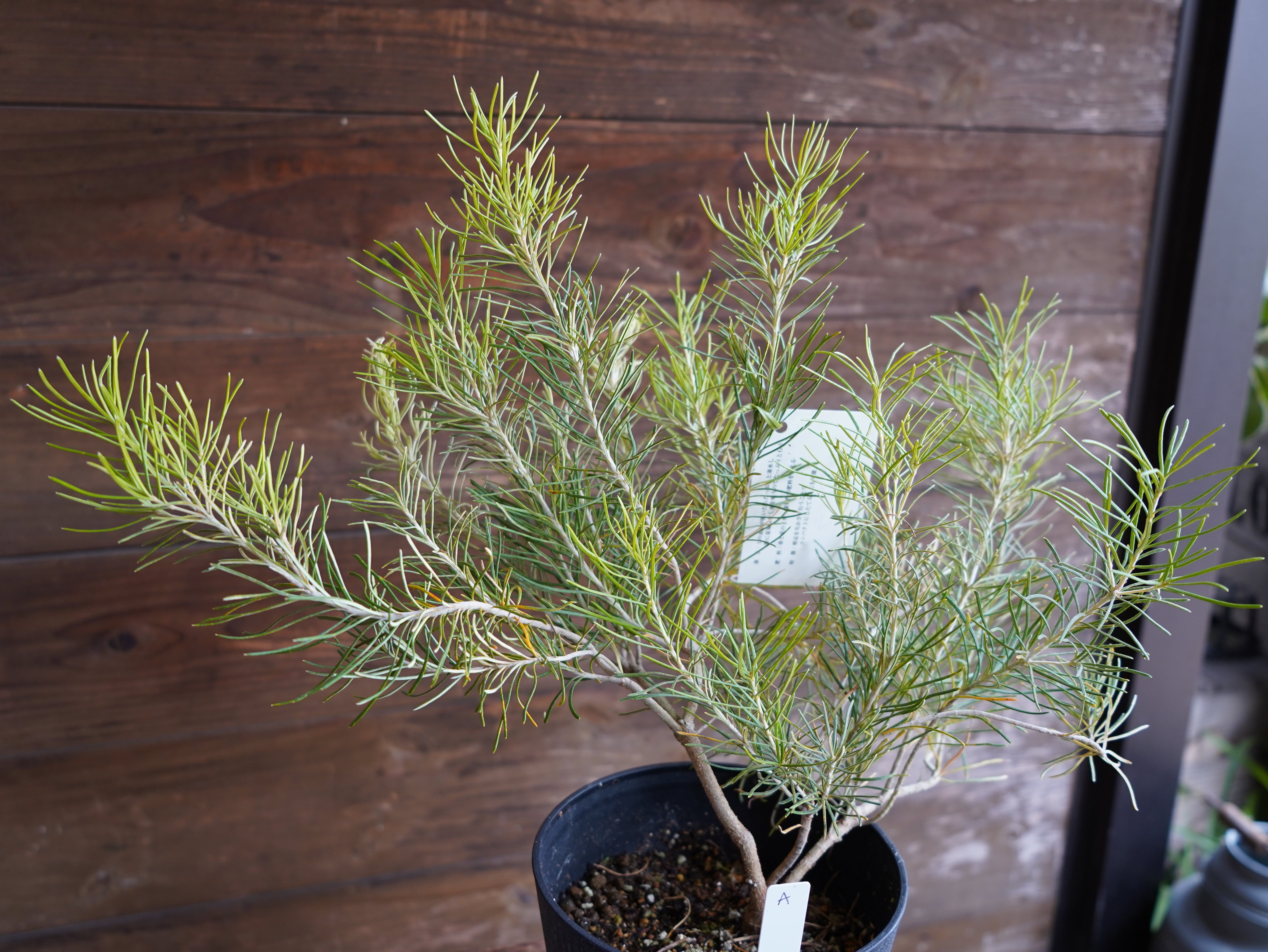 【現物】バンクシア ”レプトフィラ” A