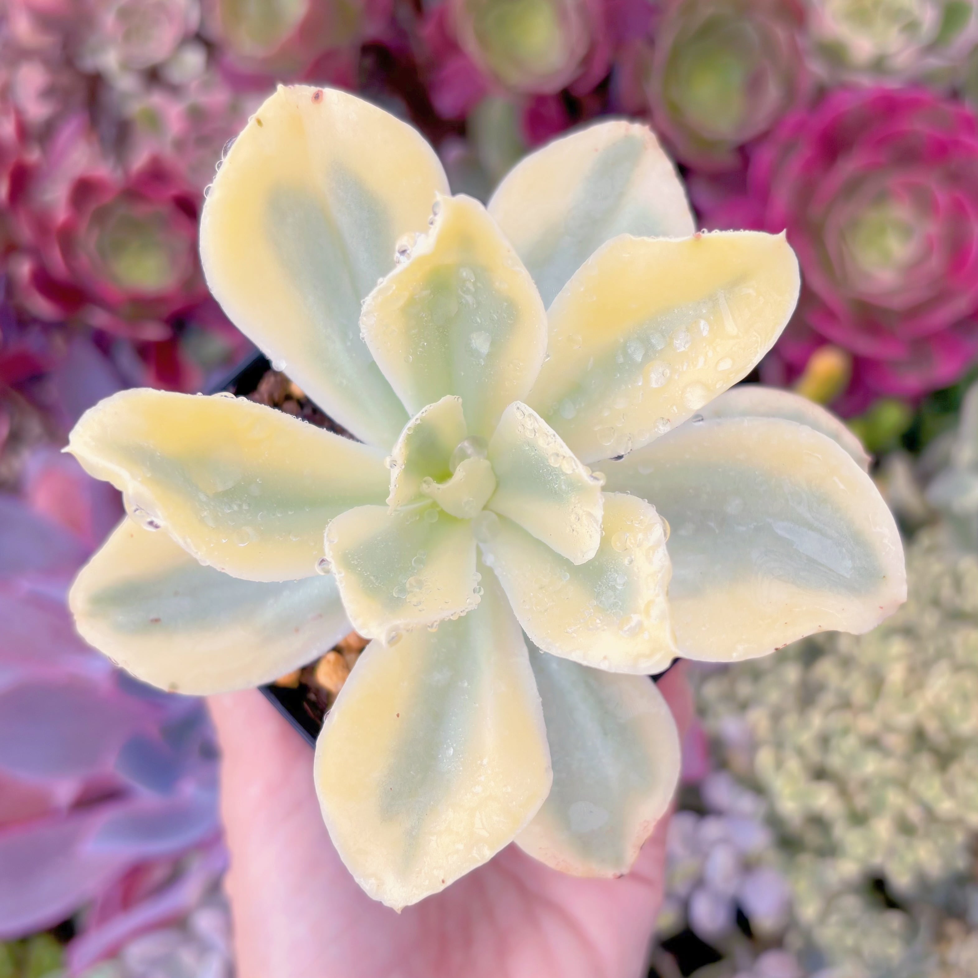 現品　moon river#3005　古株　るる農園