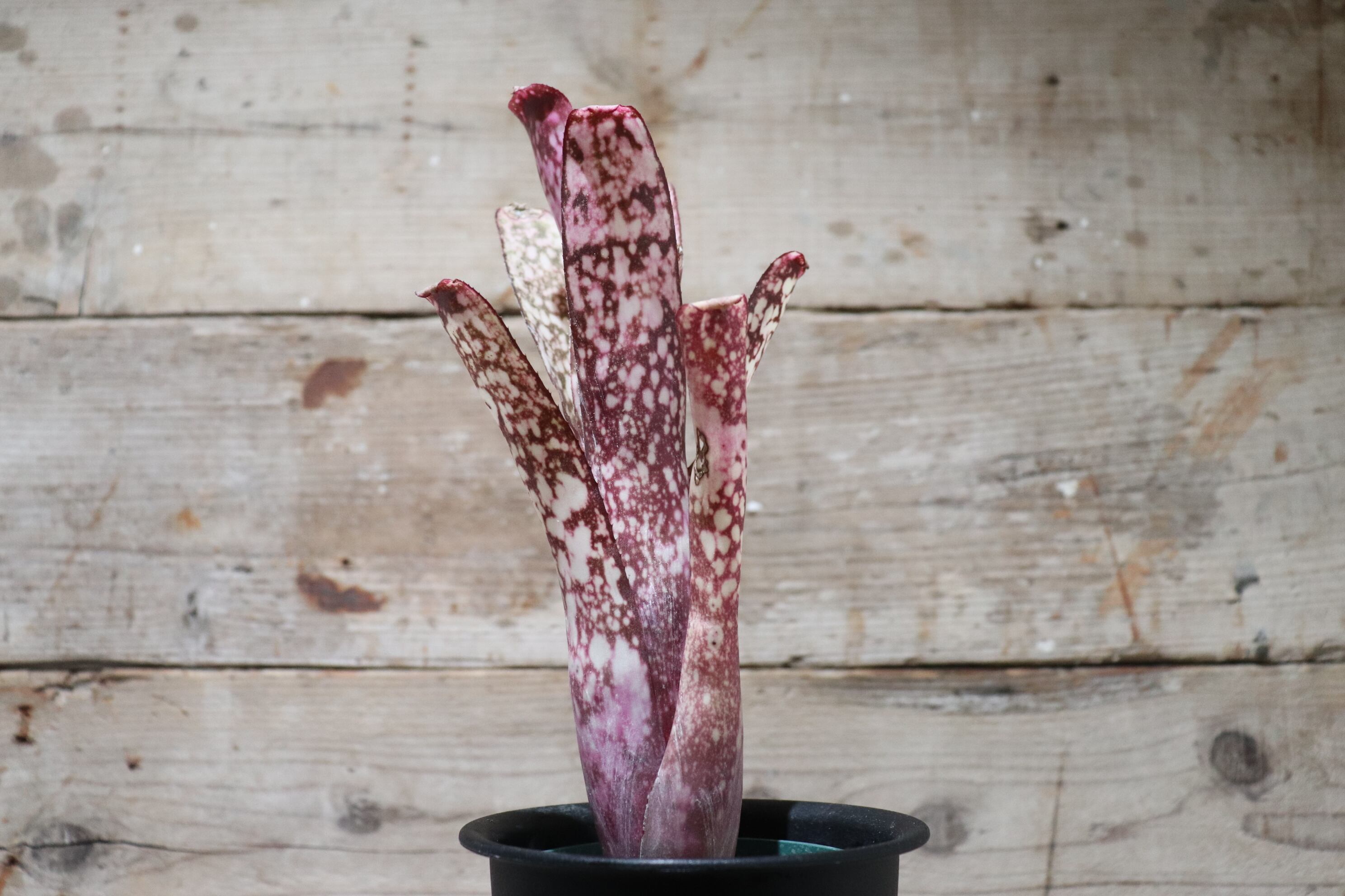 送料無料】Billbergia 'Groovy' (Beadle #1590)〔ビルベルギア〕現品