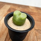 Conophytum ratum【コノフィツム・桃尻娘】