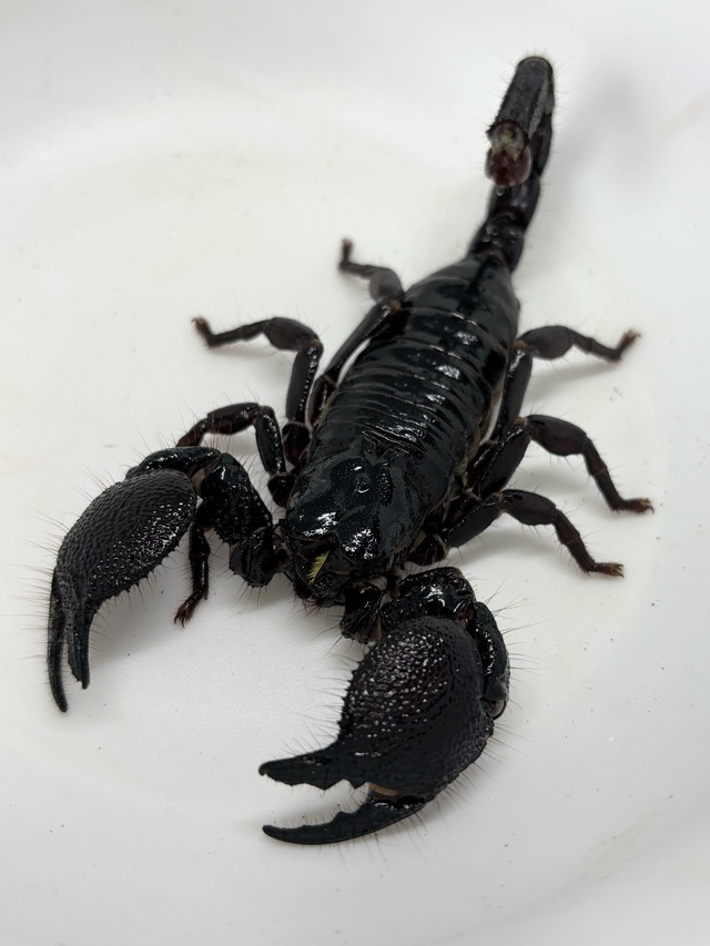 ダイオウサソリ⑤♂ 1匹 | まるころ商店〜まるくてころころした生き物 