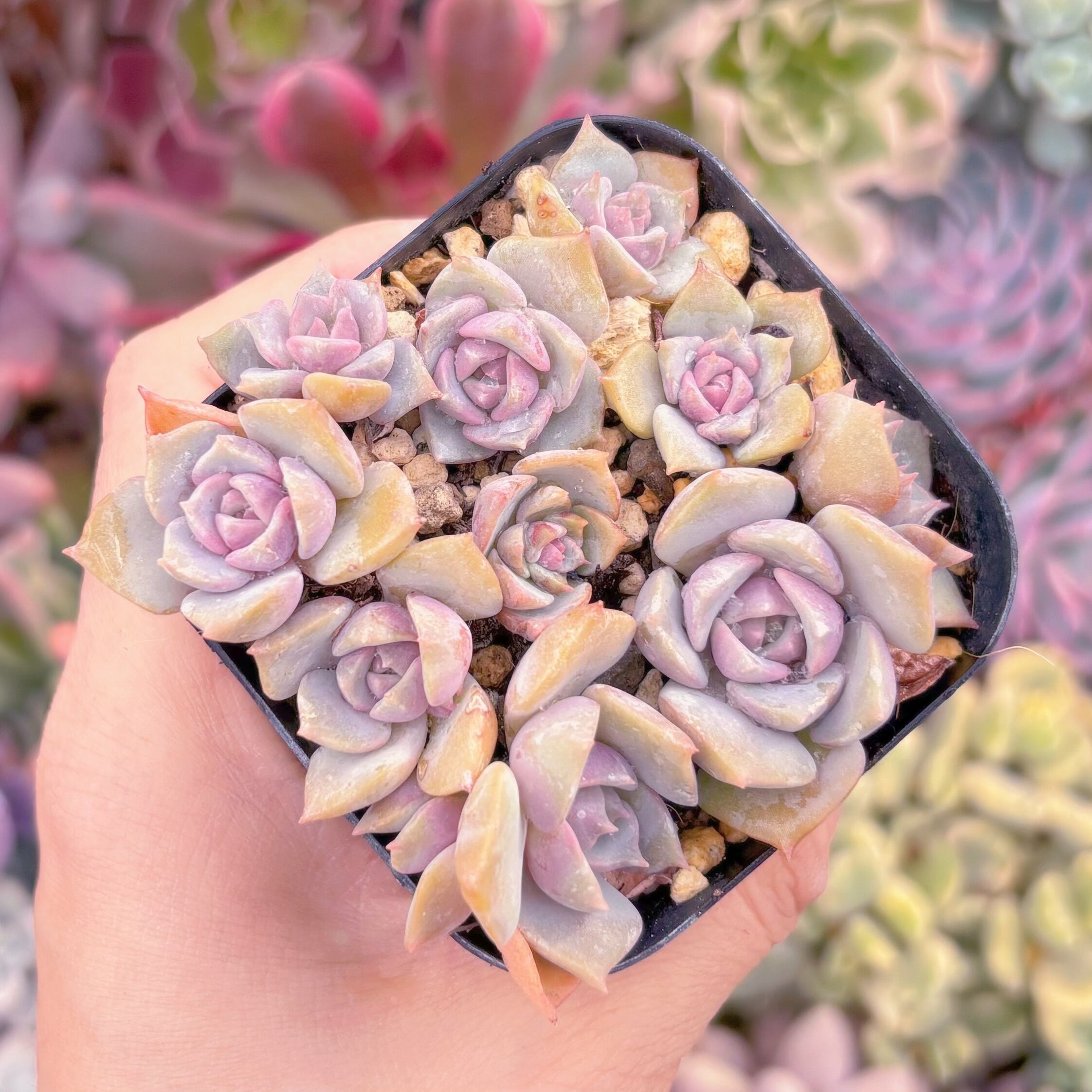 現品　紫姫#1179　古株　るる農園