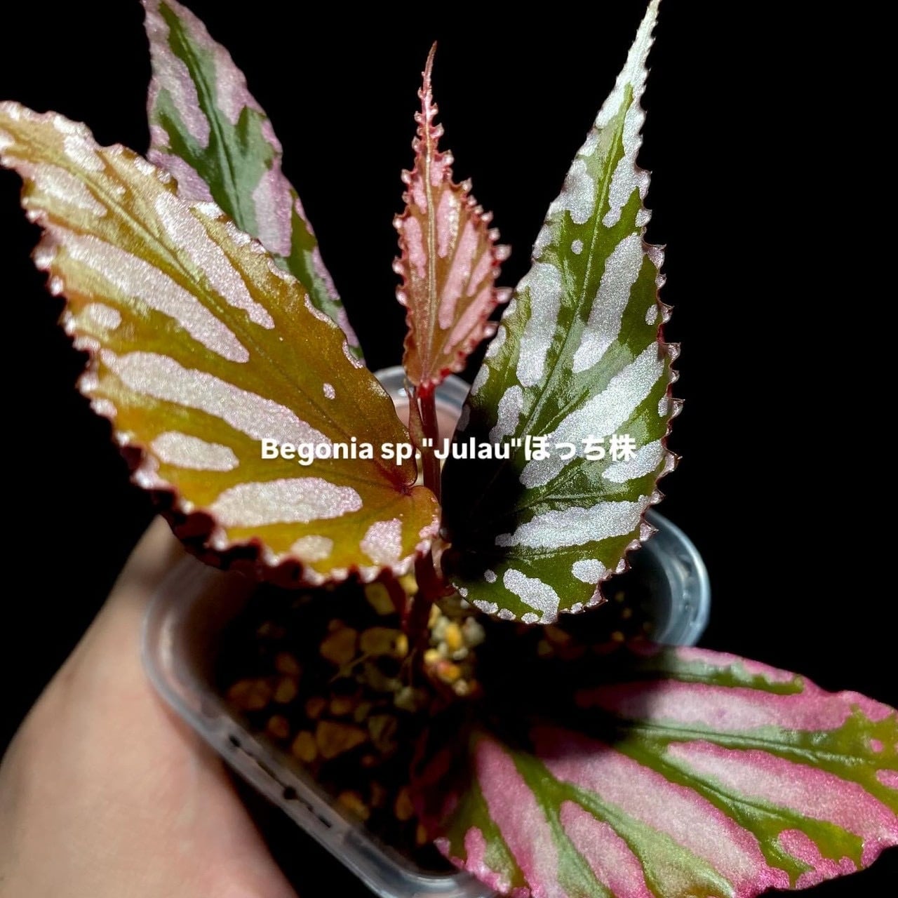 Begonia murina | ベゴニア専門 オンラインショップ