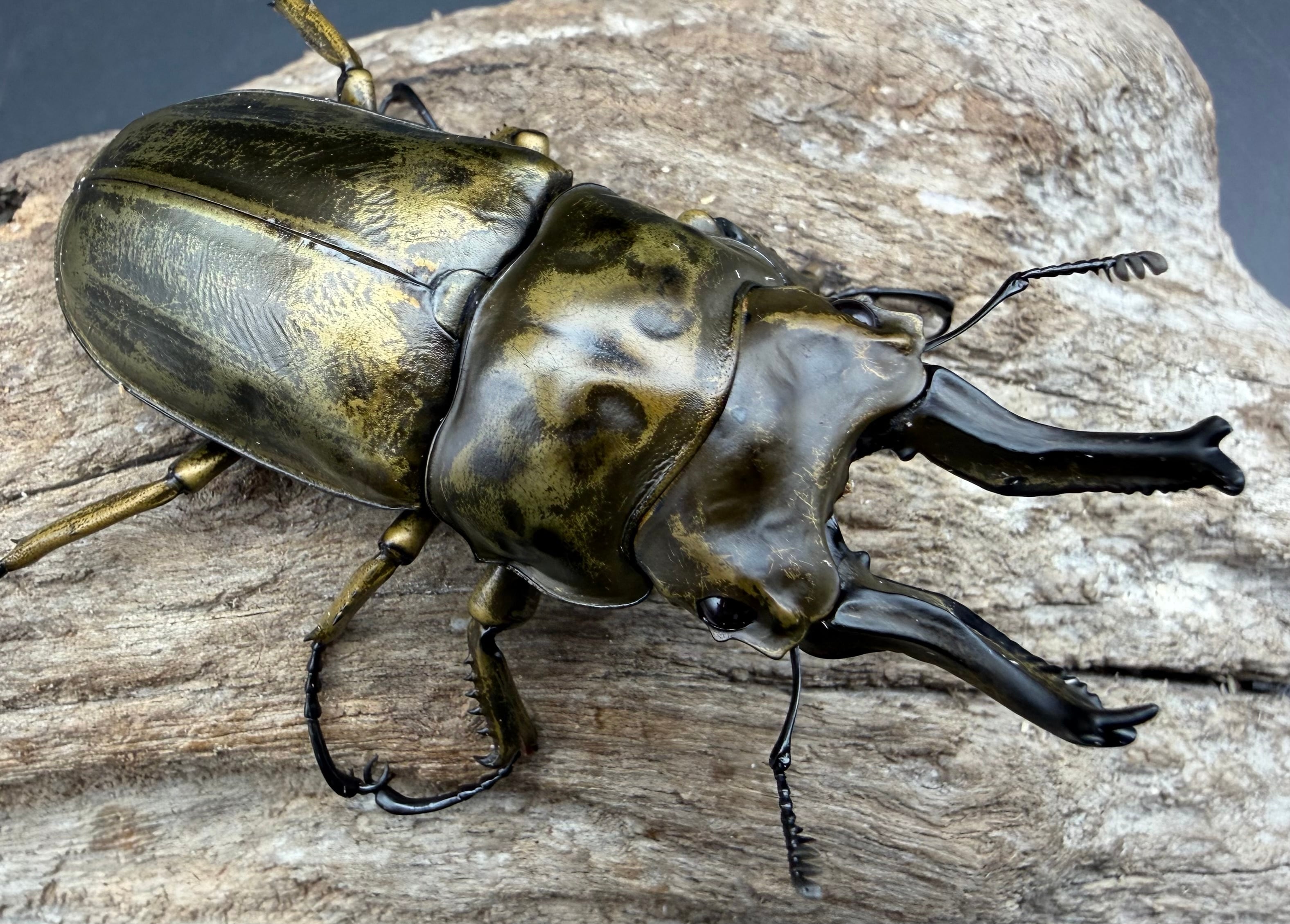 F0】《ローゼンベルグオウゴンオニクワガタ 68.5mm ペア》 | KPW公式