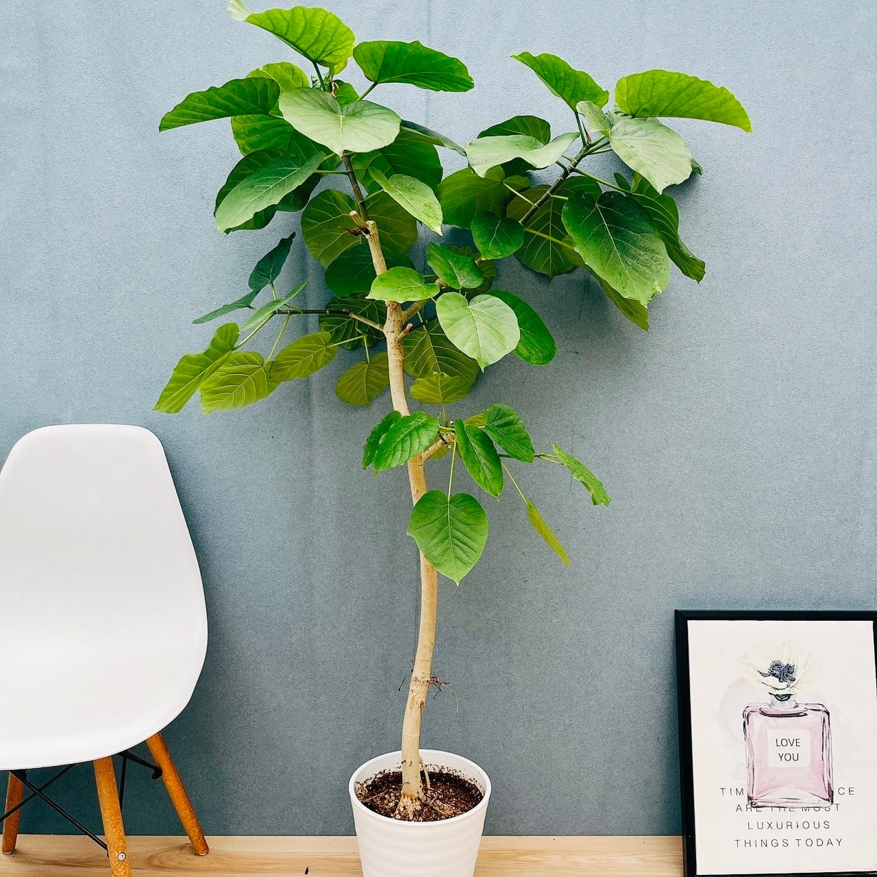 現品］80番 フィカス ウンベラータ 8号 観葉植物 室内 大型 ゴムの木